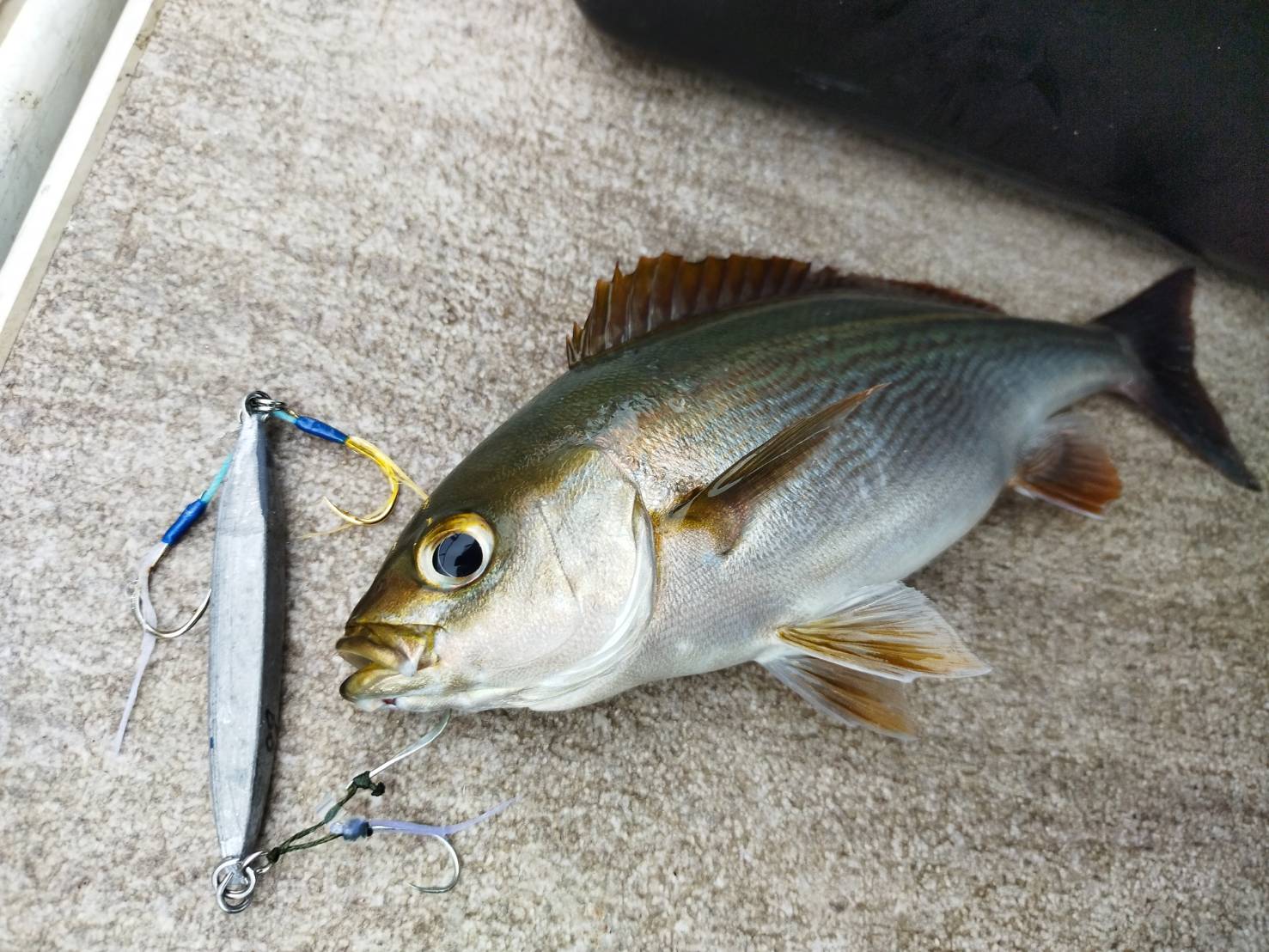 無塗装の理由(魚の色覚とは？)