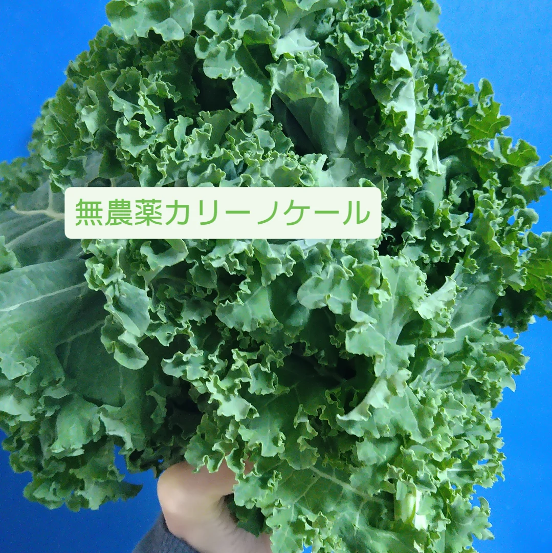 無農薬カリーノケール