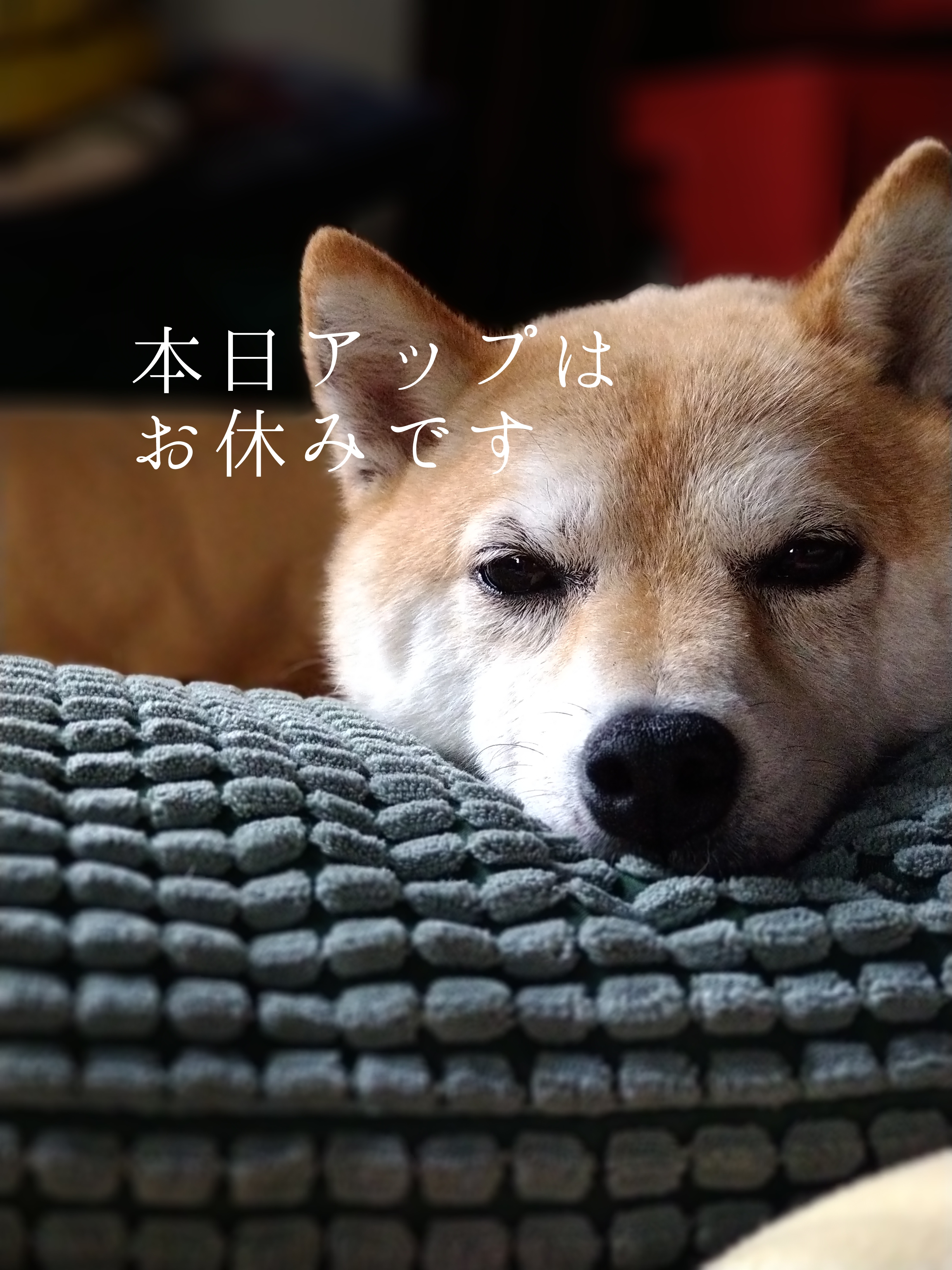 本日アップはお休み