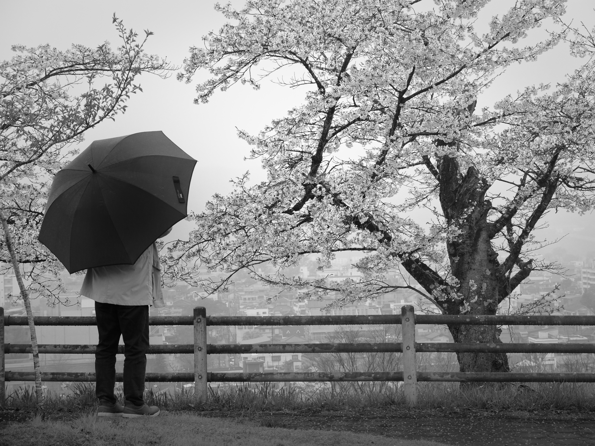 桜雨