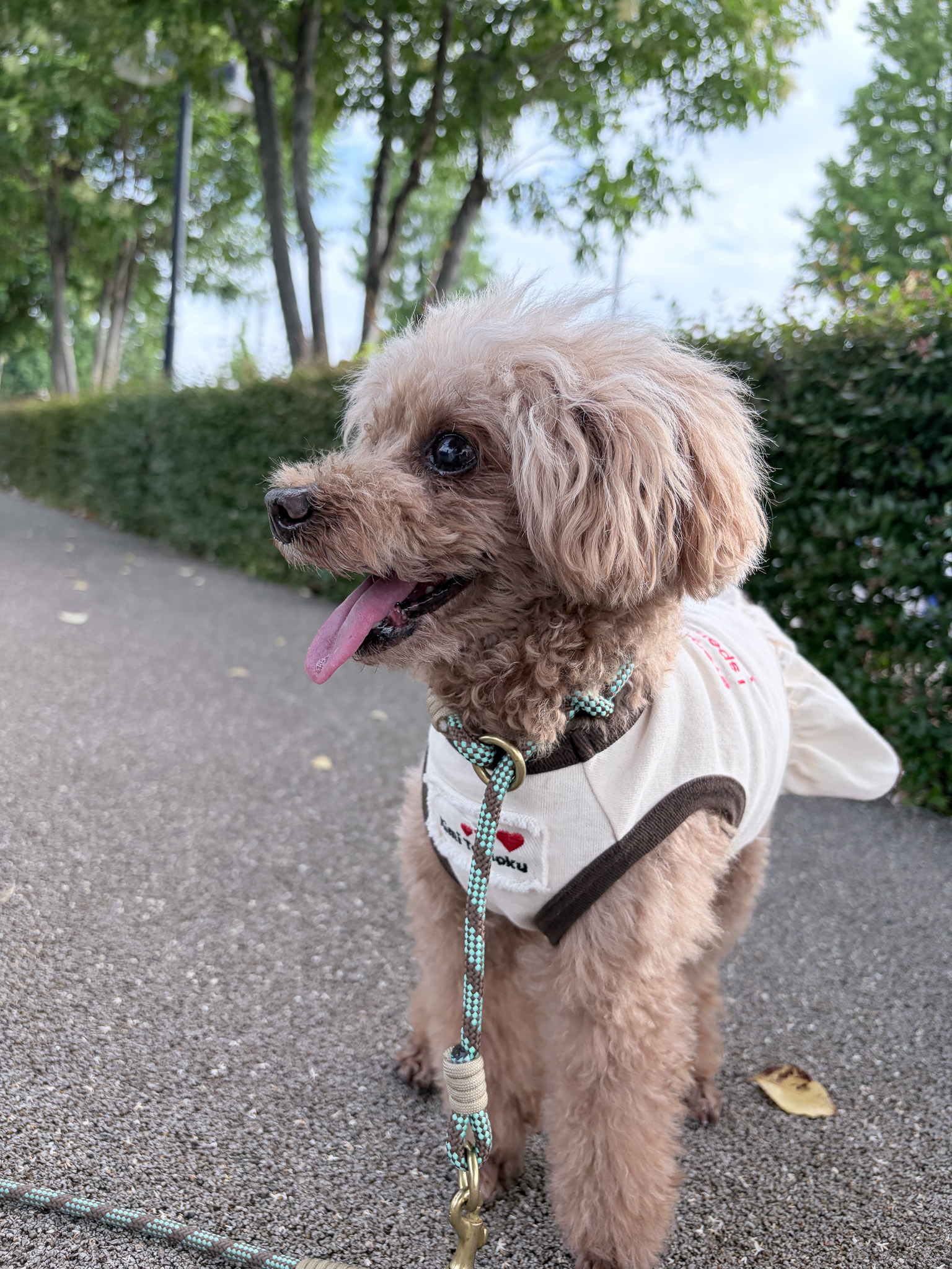 DOGGYと毎日を楽しむ、お友達をご紹介します。