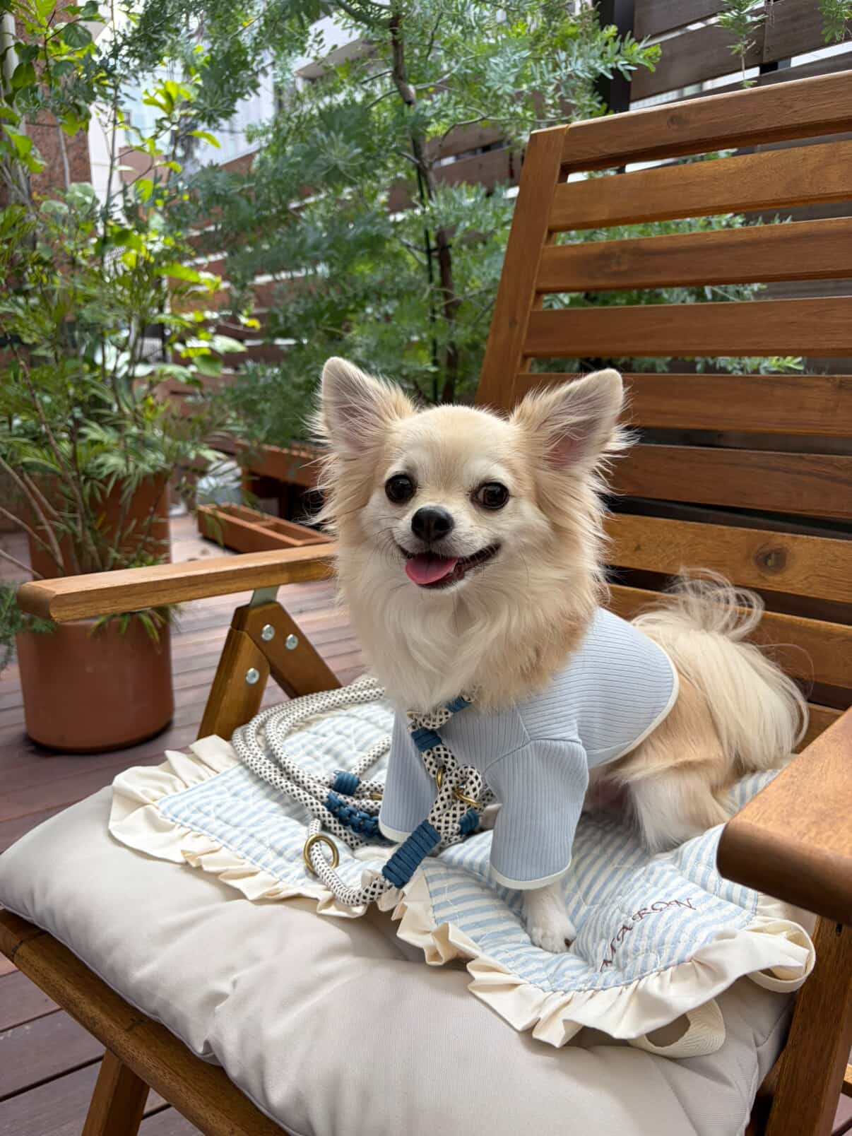 DOGGYと毎日を楽しむ、お友達をご紹介します。