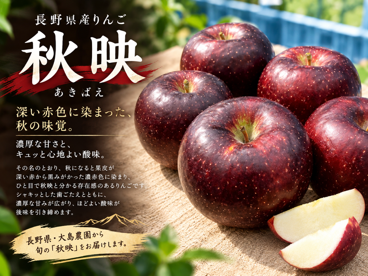 秋の味覚「秋映」が旬を迎えました！
