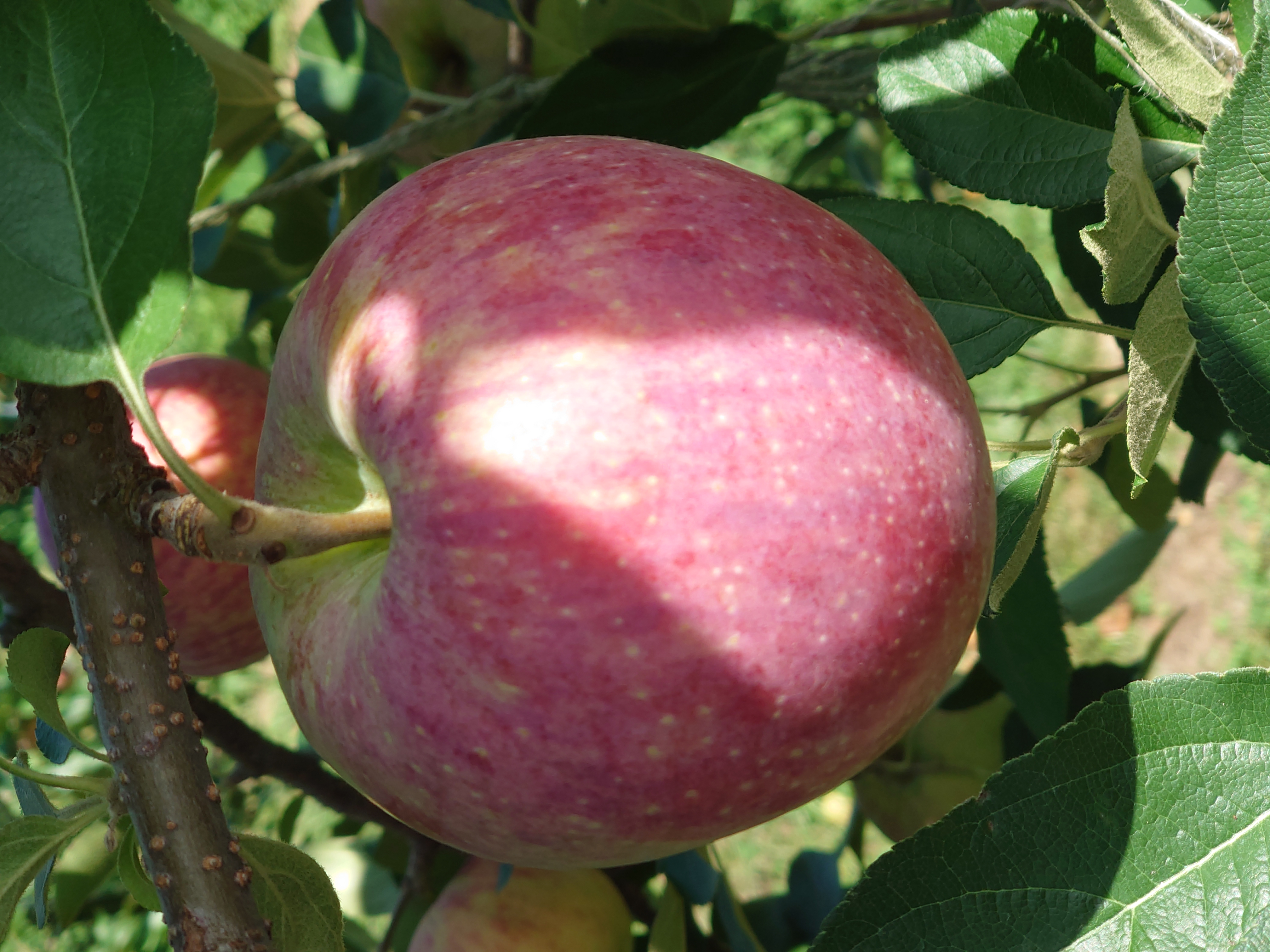 🍎シナノリップの予約を始めました🍎