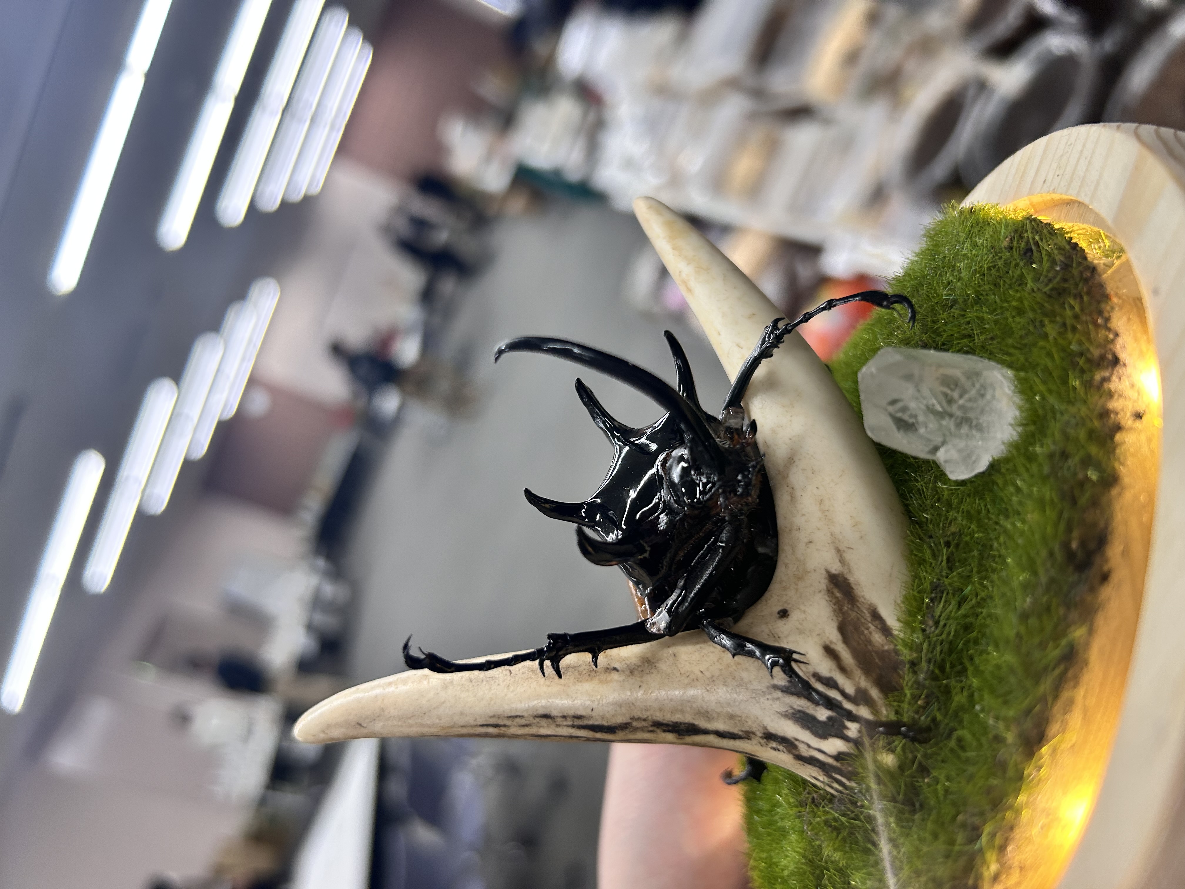 サタンオオカブトの増種