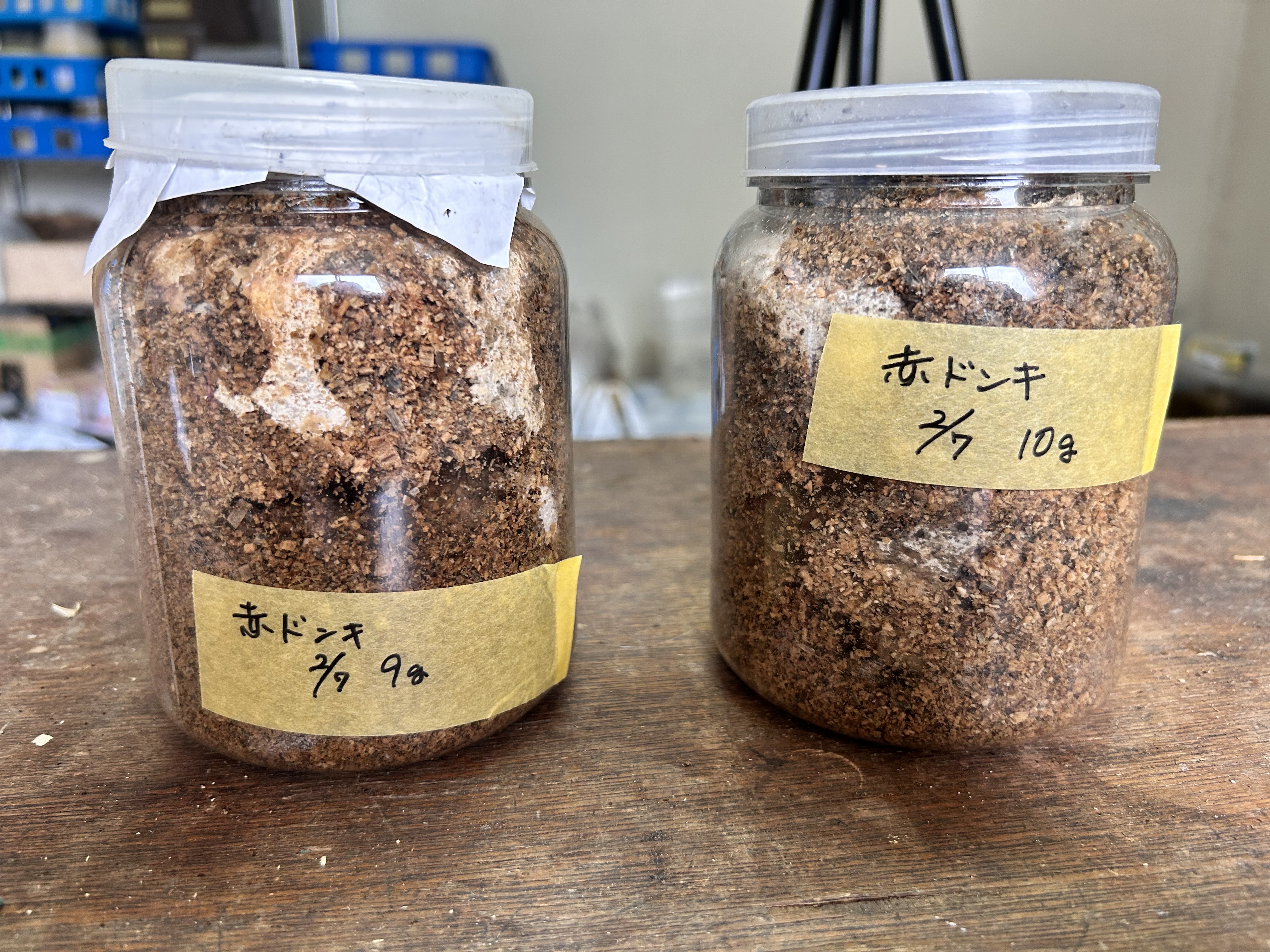 赤ドンキのビン交換【マット】〜羽化まで持っていきたい…