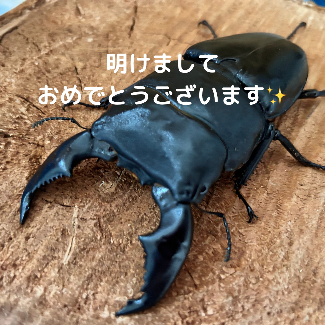 あけましておめでとうございます