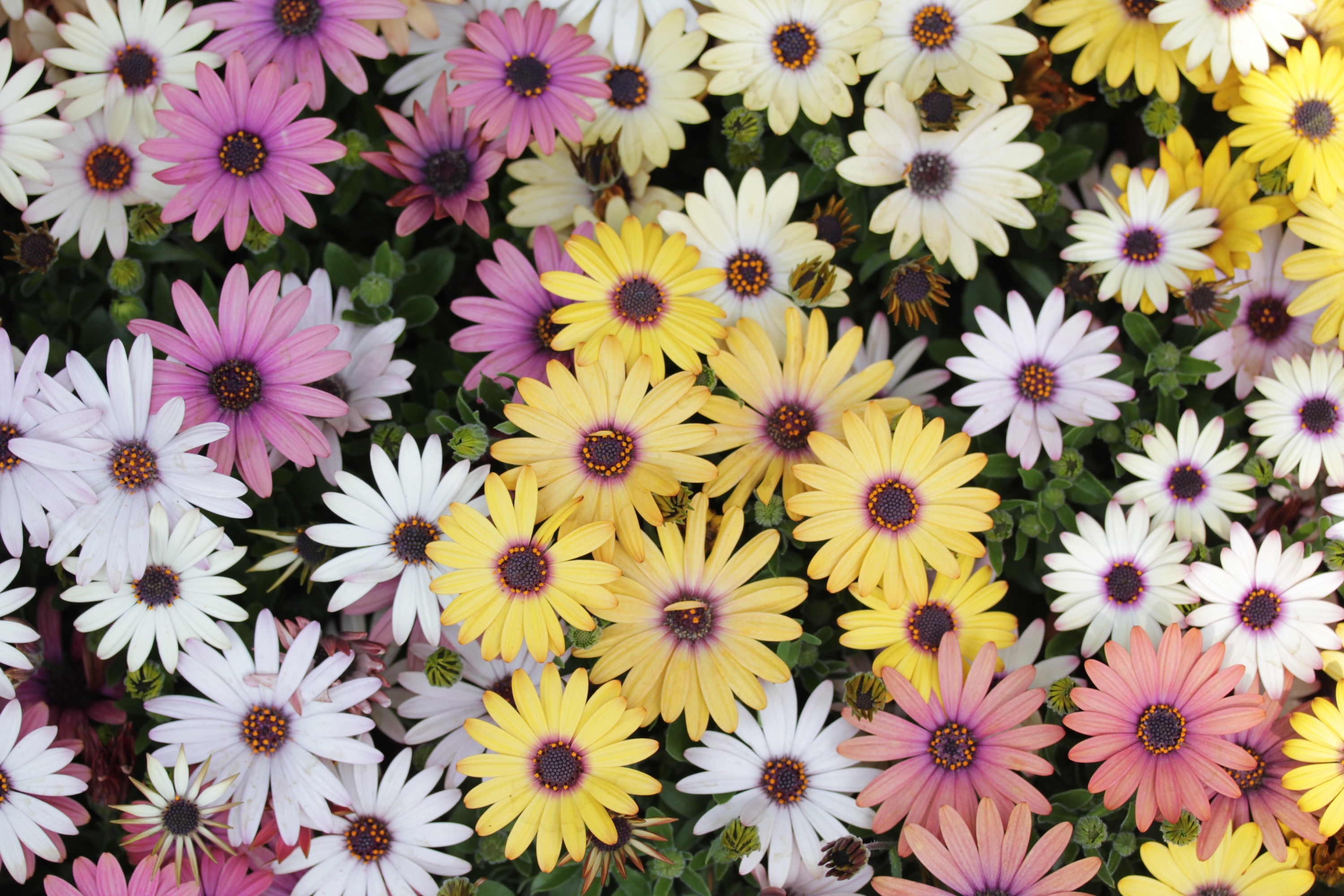 マーガレットの魅力：純白の微笑みが照らす希望