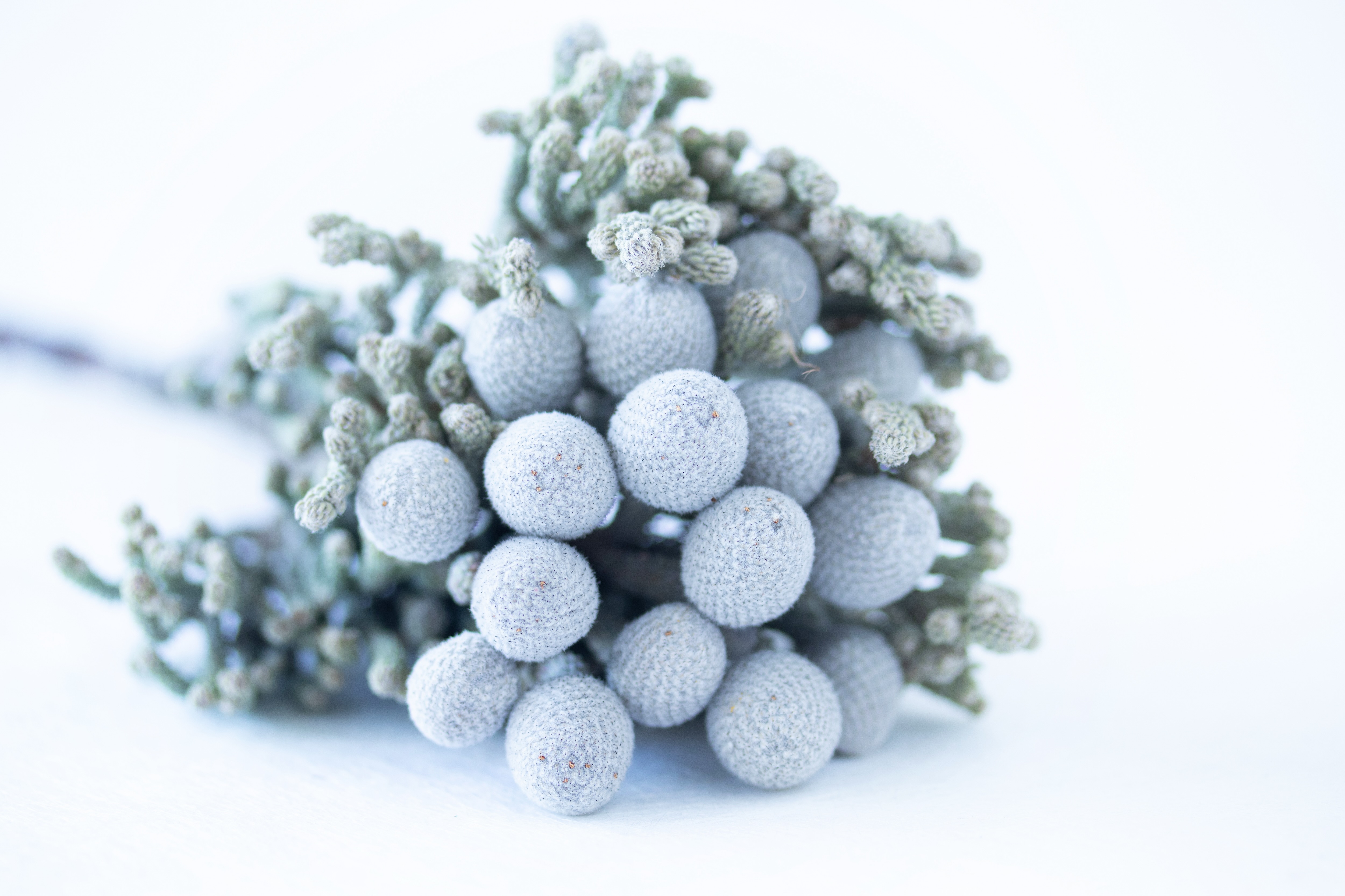 シルバーブルニアの魅力：エレガントな銀色の輝き