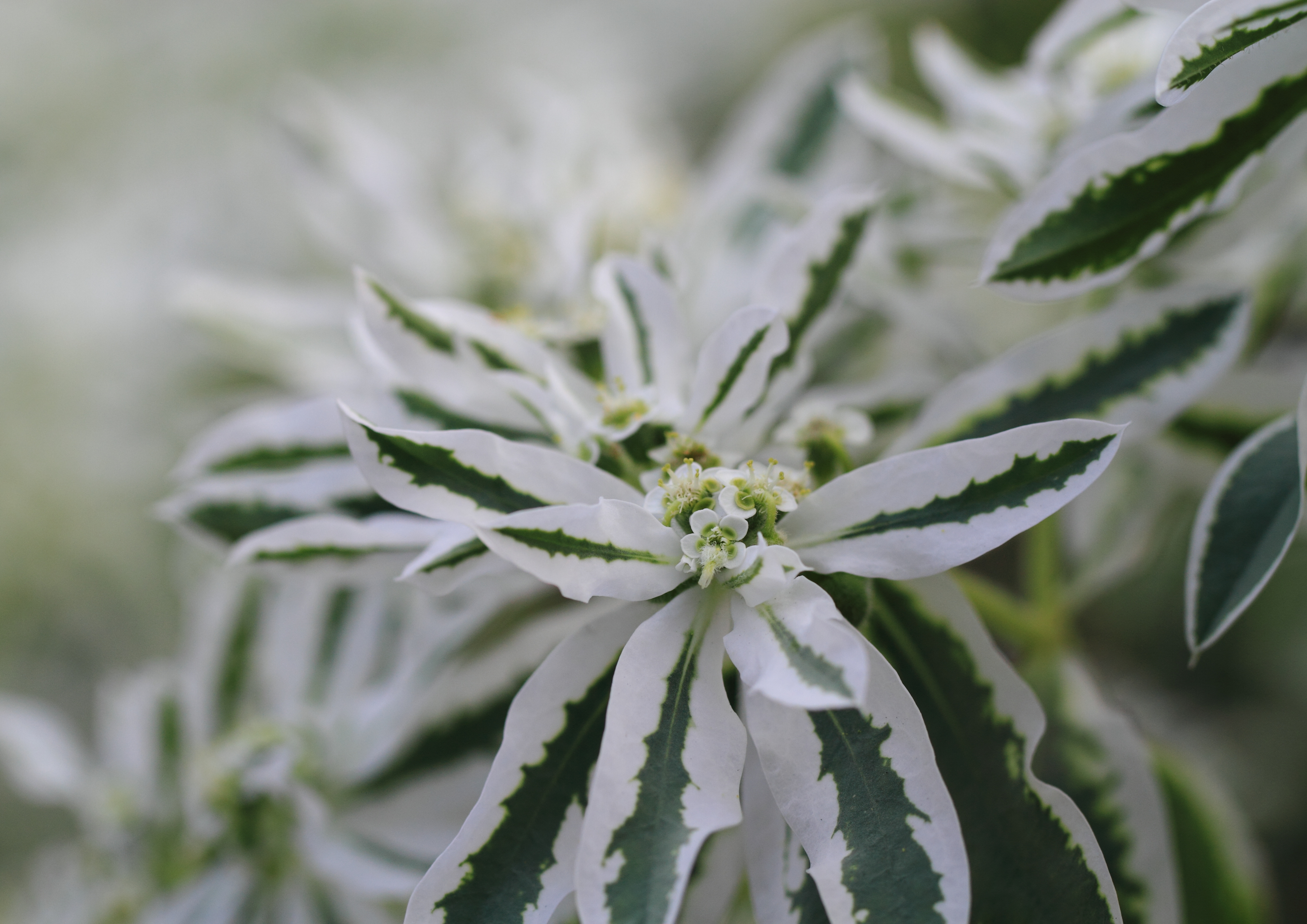 ユーフォルビア「初雪草」の魅力：清らかな白い雪のような花で心を和ませる