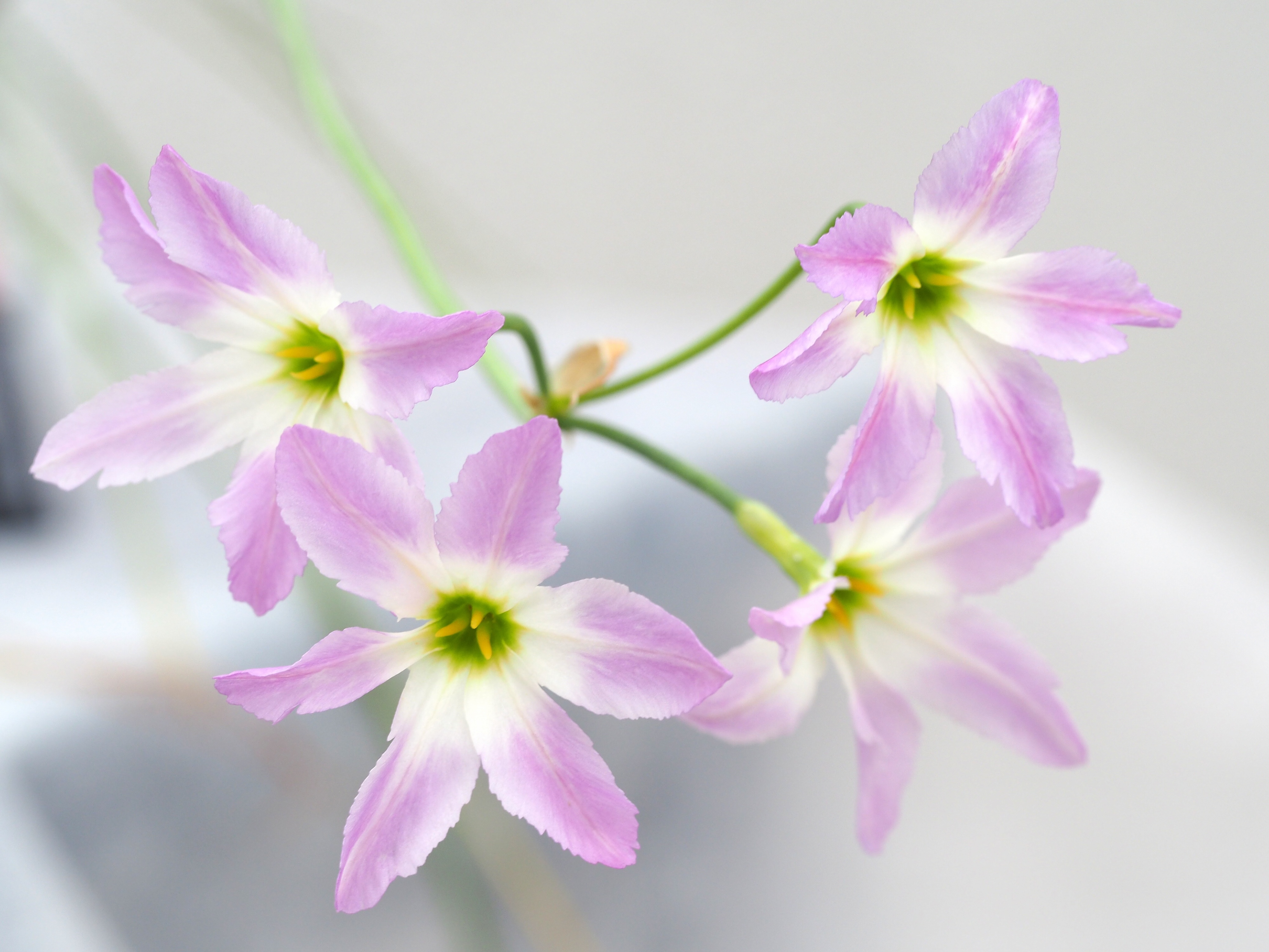 リューココリネの魅力：色鮮やかな美しさと癒しの効果