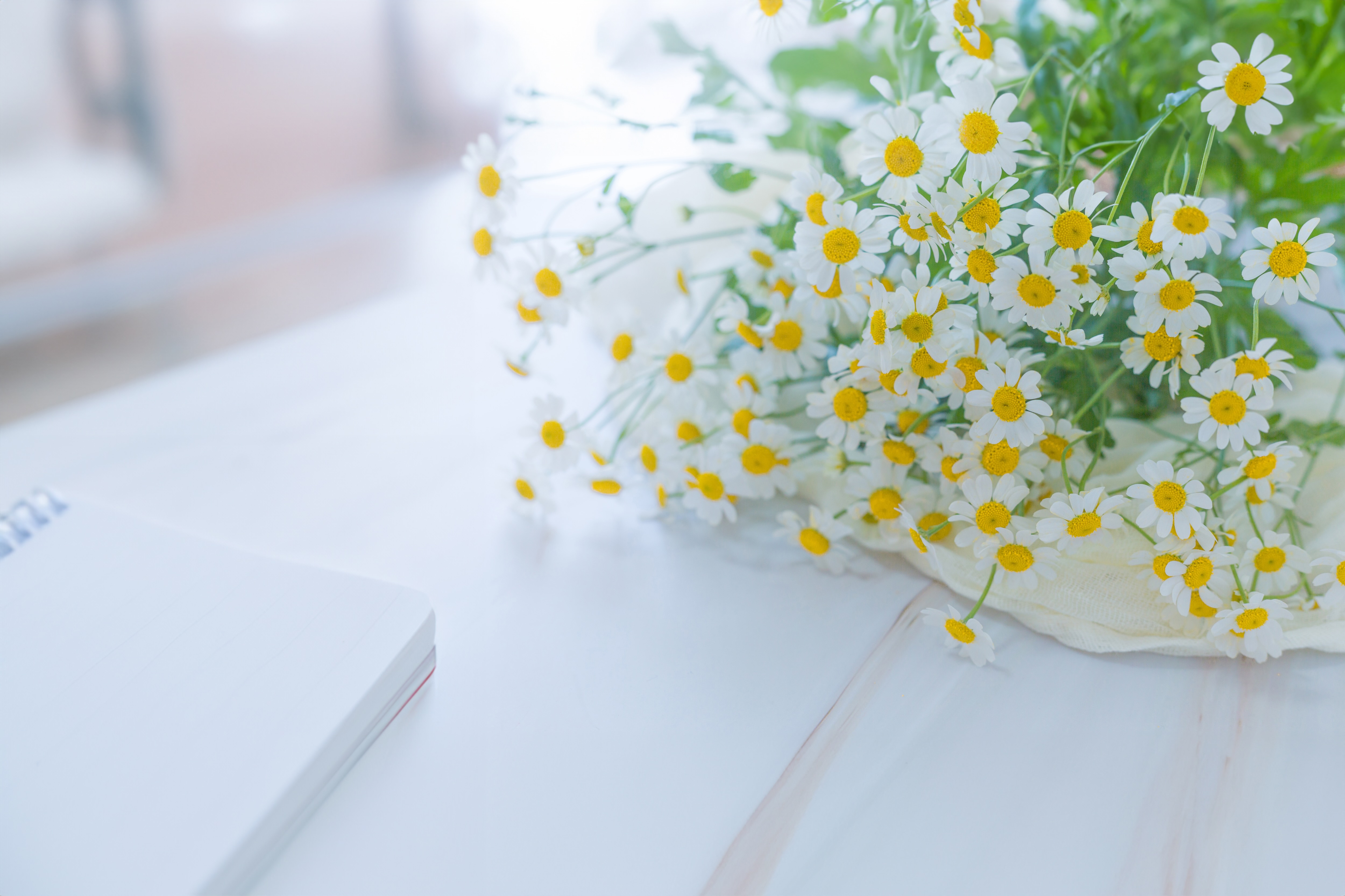 マトリカリアの魅力：小さな花が作り出す爽やかな美しさ