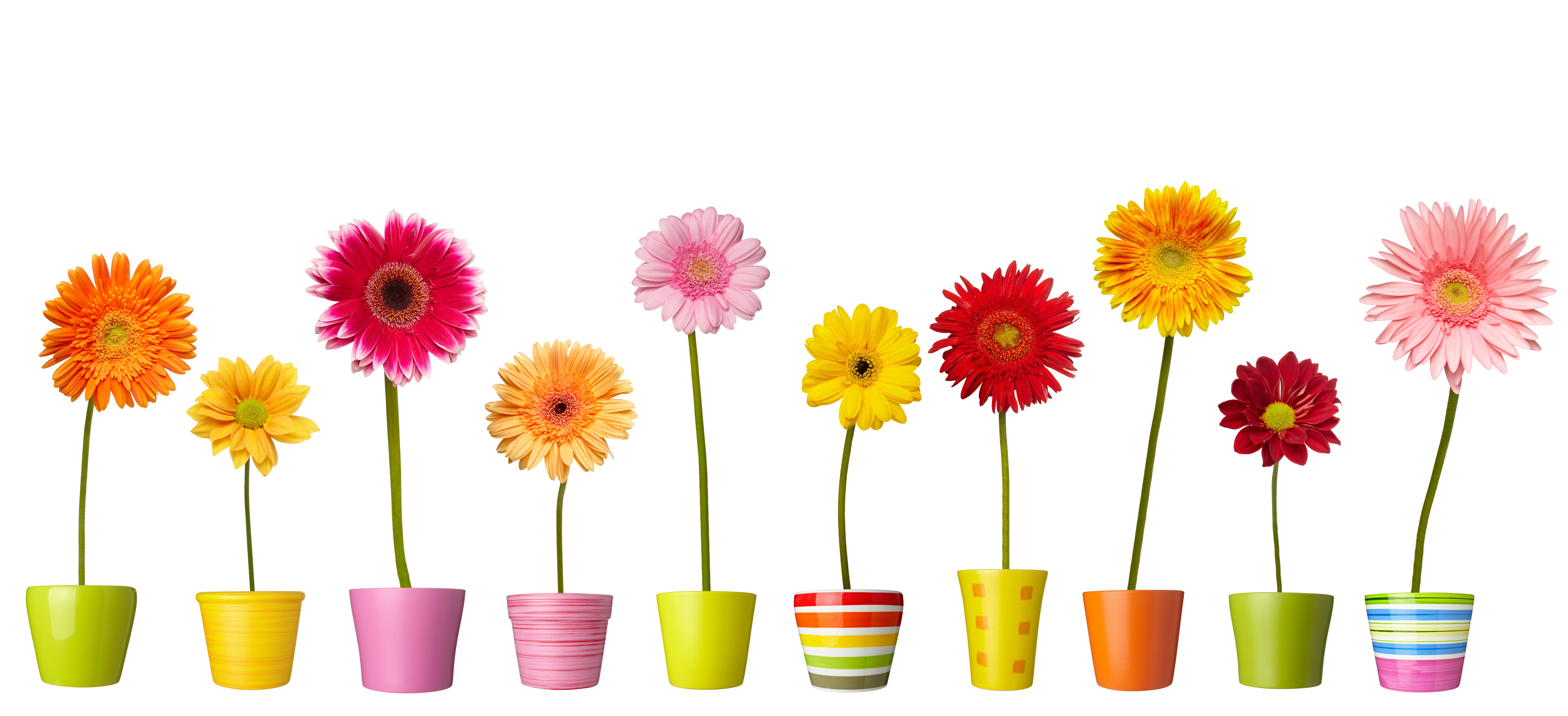 ガーベラの魅力：鮮やかな色彩と幸福の象徴