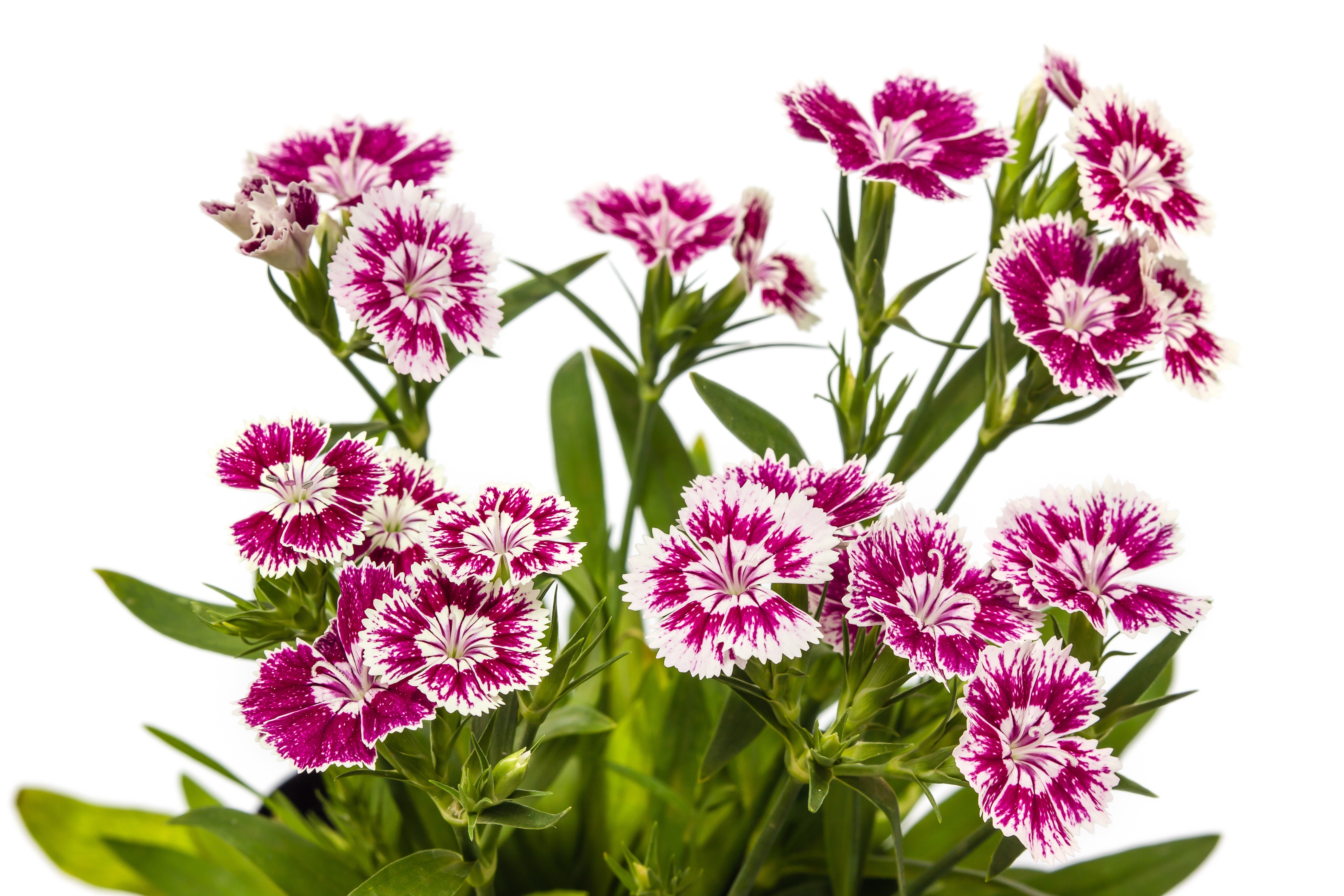 ダイアンサスの魅力：愛と情熱の香り漂う色とりどりの花