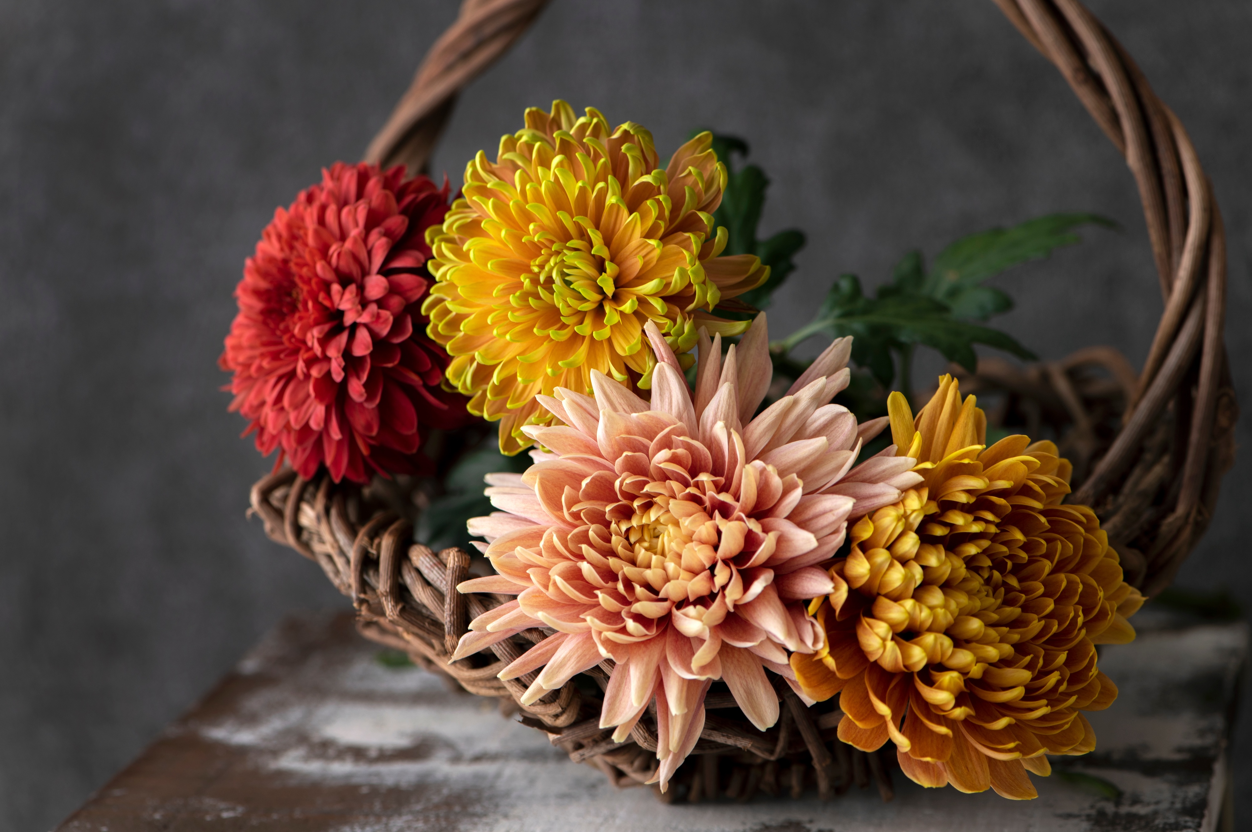 マムの魅力:豊かな色彩と長寿の象徴