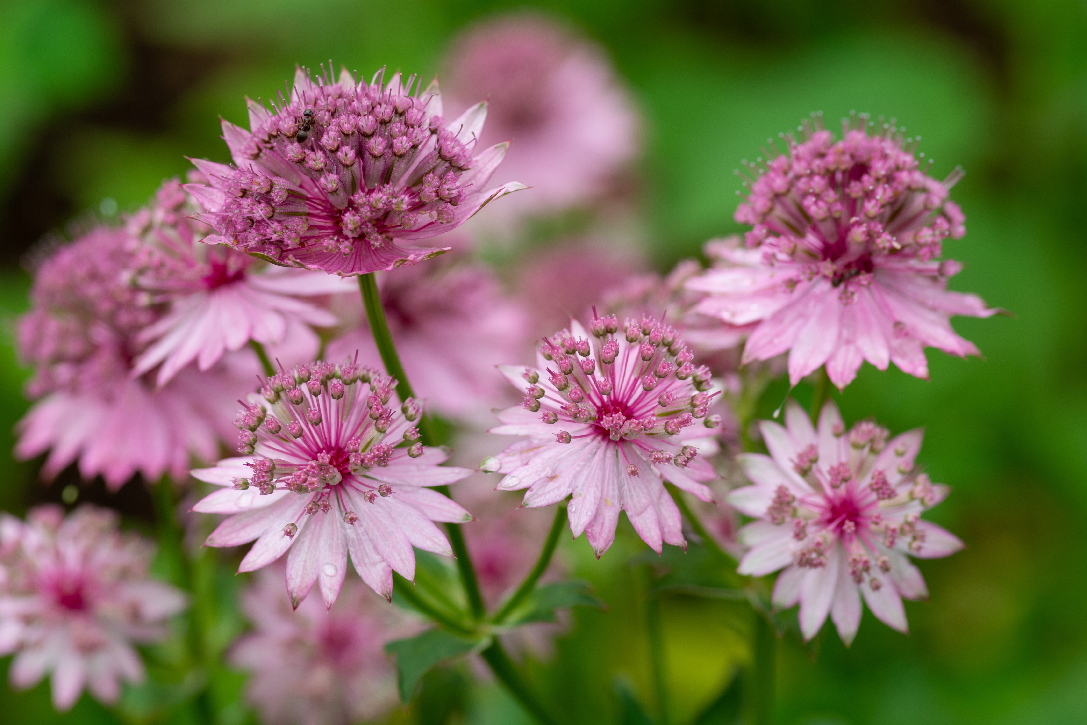 アストランティアの魅力：優美な姿と心温まる花言葉