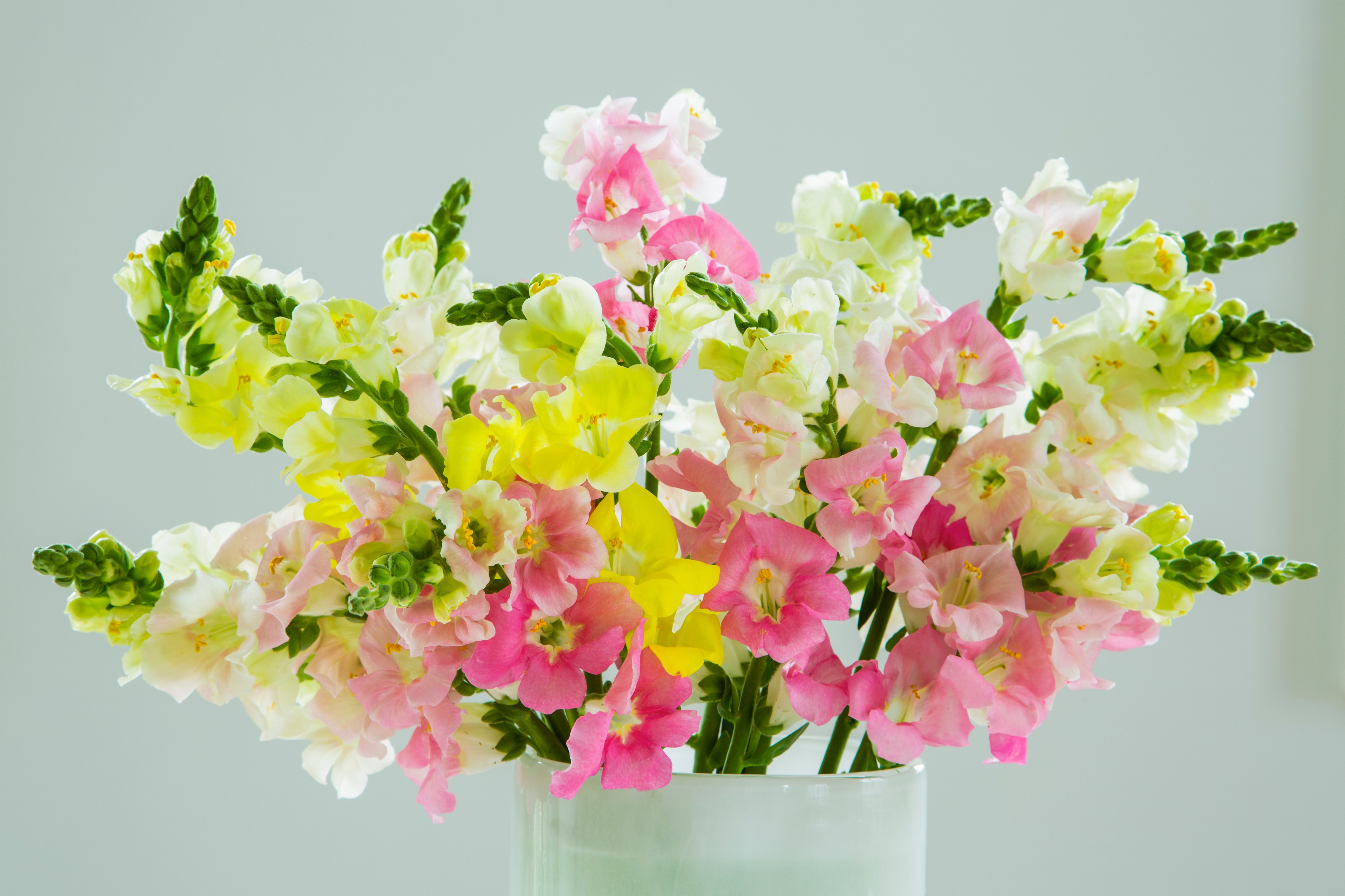 スナップドラゴンの魅力：夢幻の花、金魚草としての美しさ