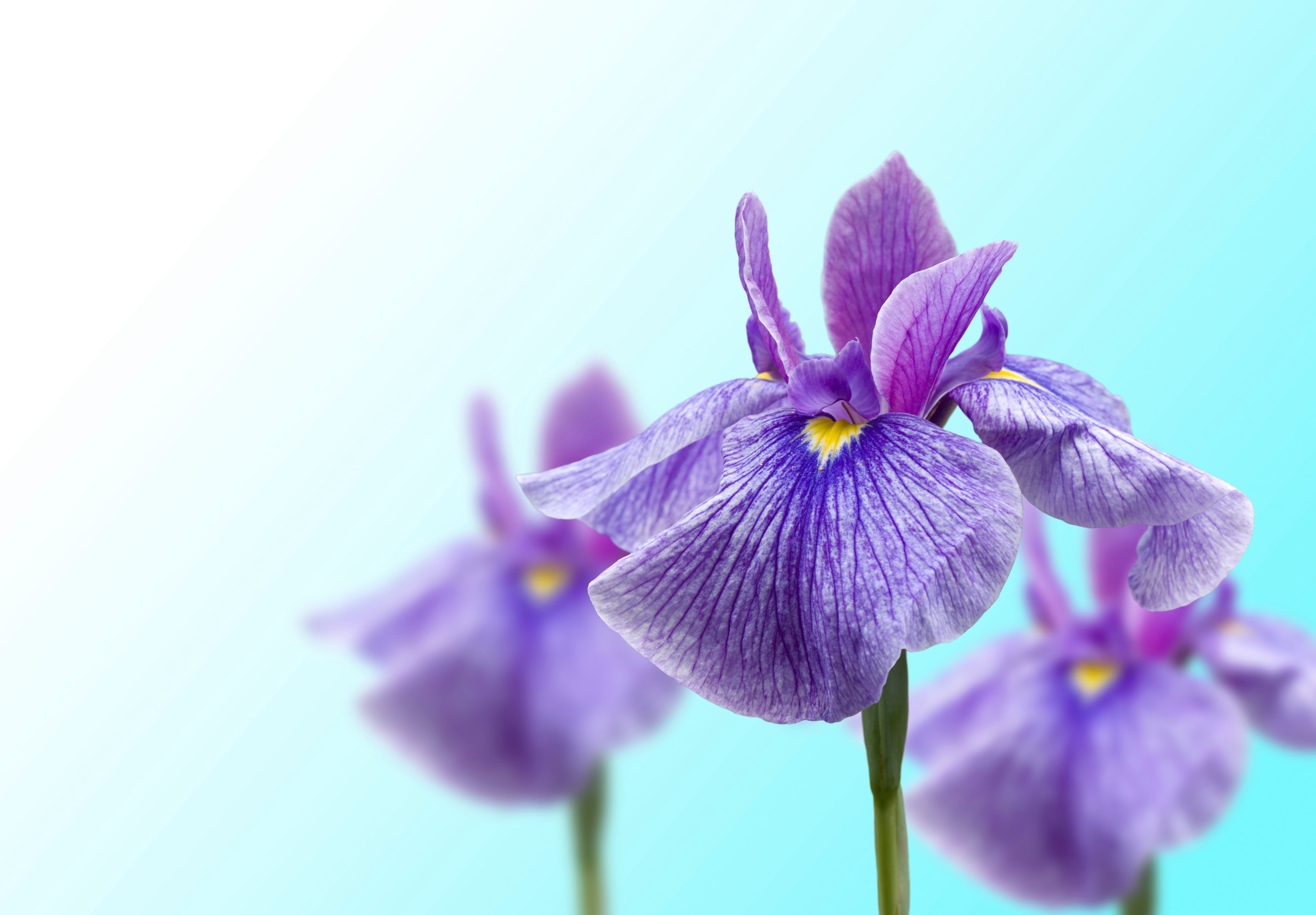 ショウブ(菖蒲)の魅力:伝統と新しさが交錯する美の世界