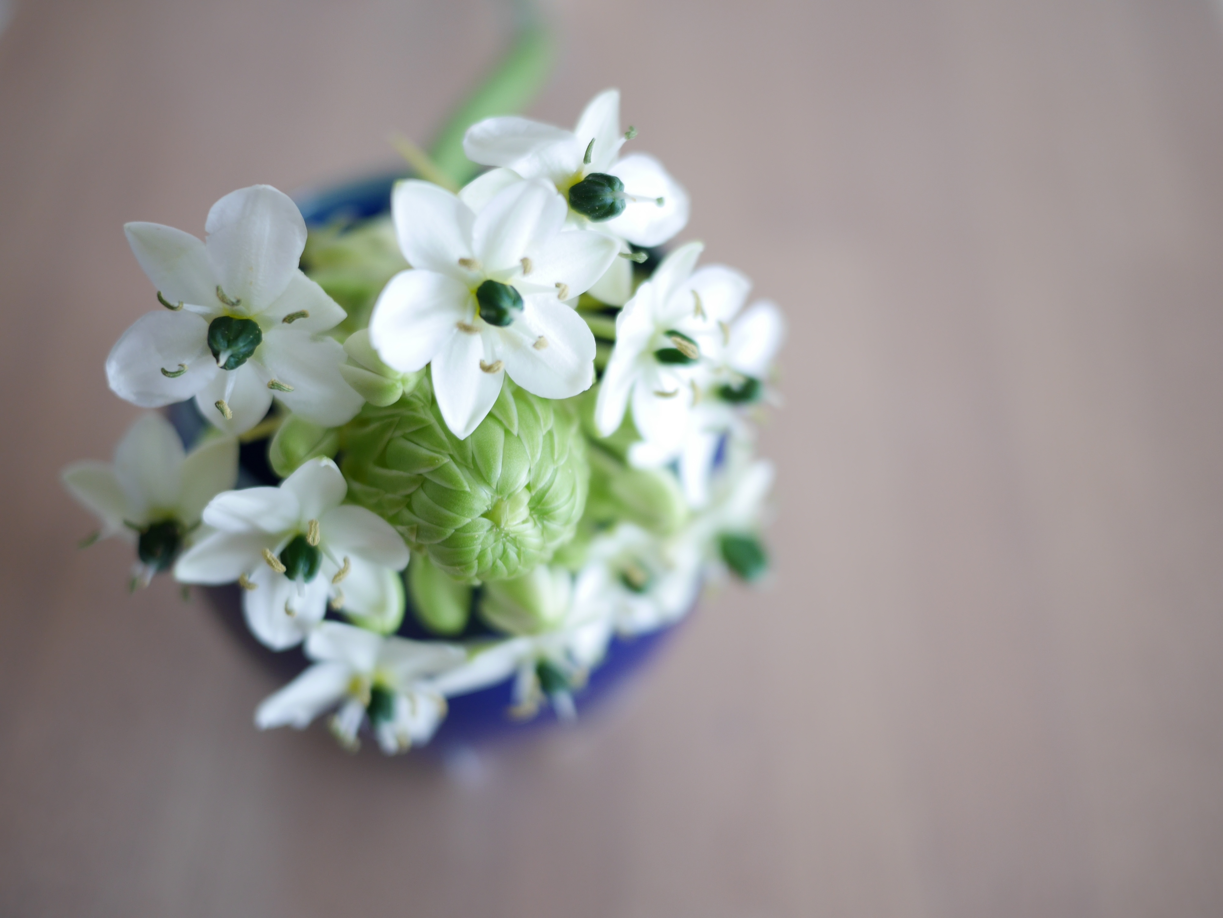 オーニソガラムの魅力：春を告げる洗練された美しさ