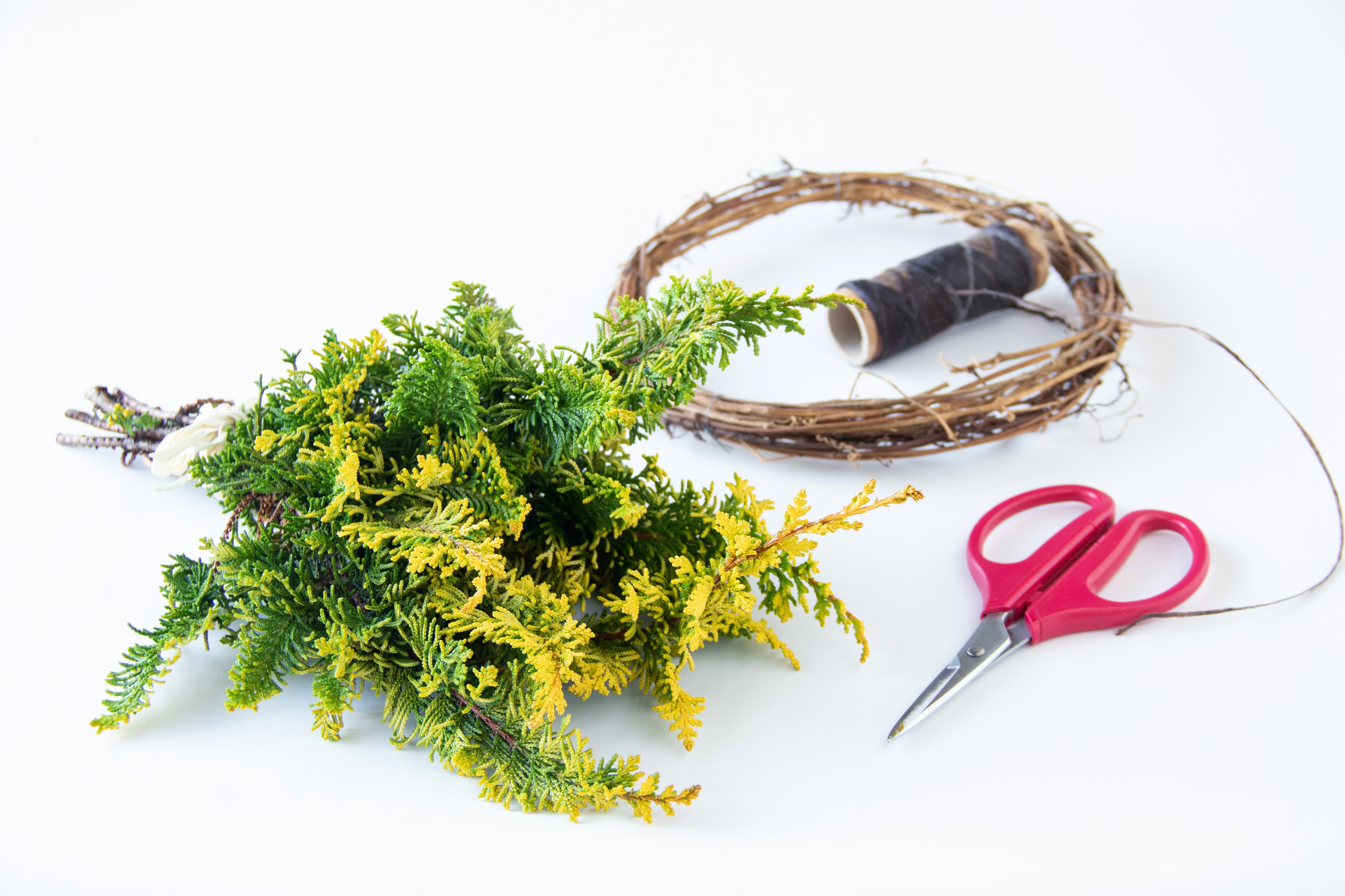 クジャクヒバの魅力：幻想的な葉色の常緑植物