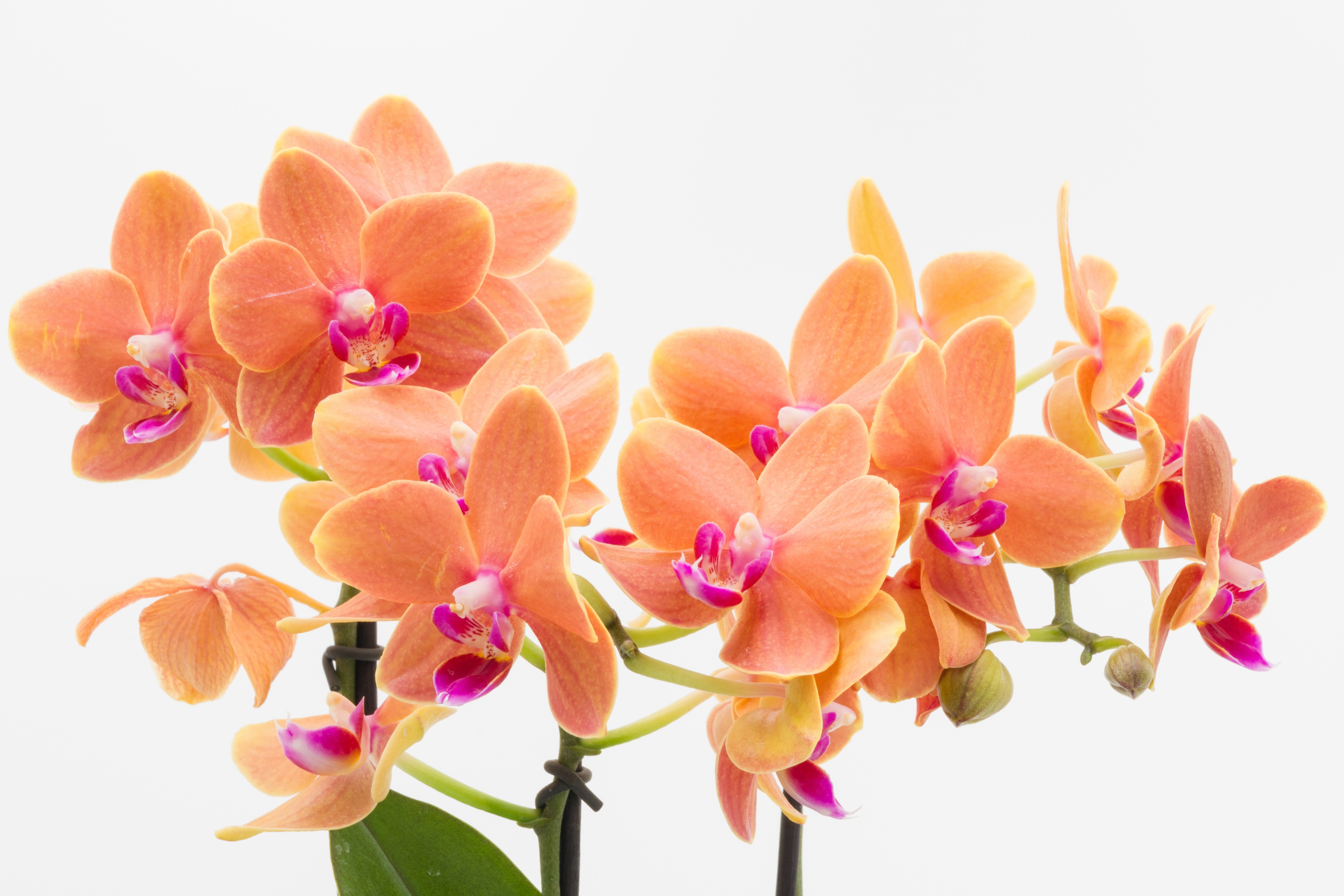 コチョウランの魅力:優雅な美しさと長寿の象徴