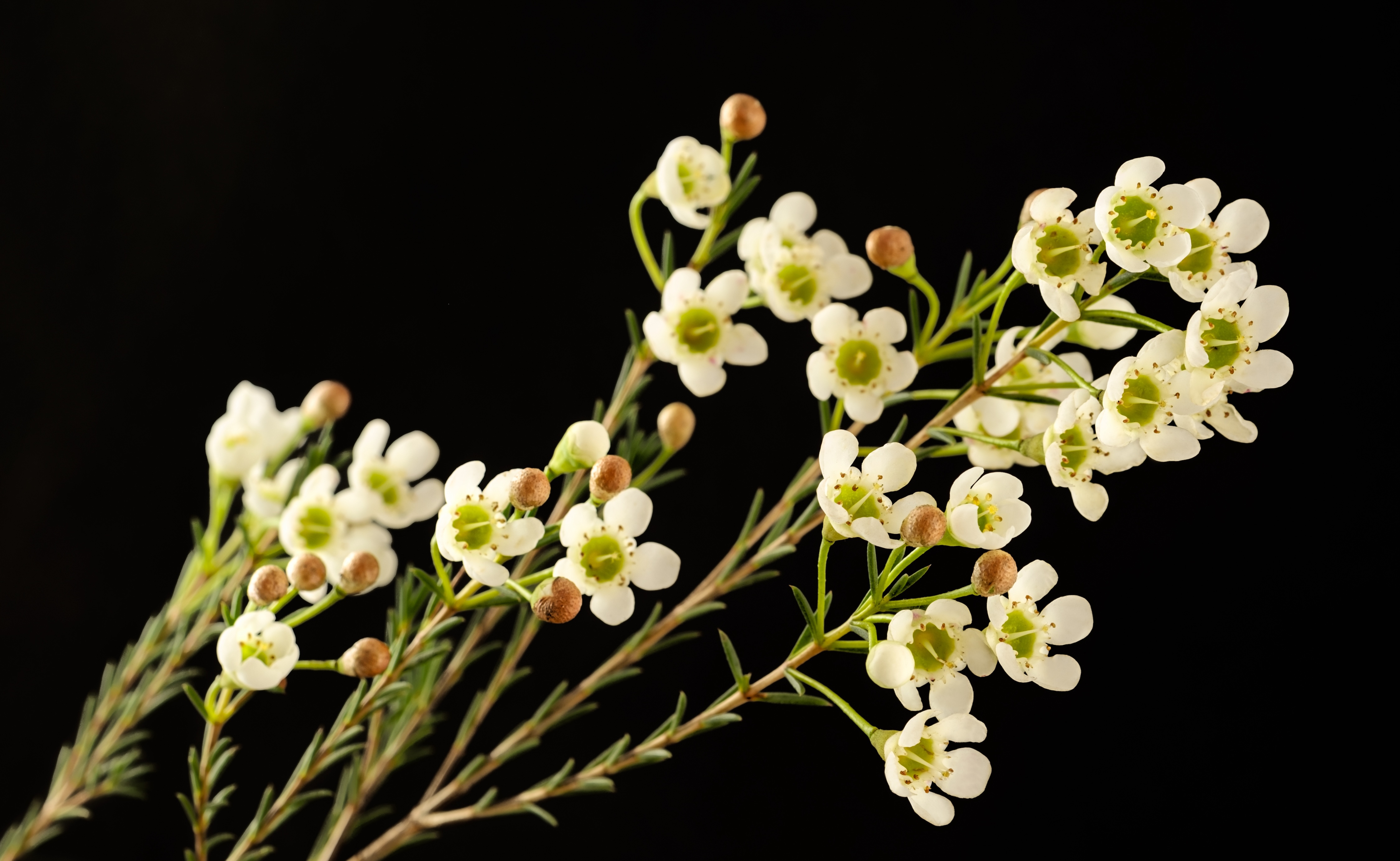 ワックスフラワーの魅力：永遠の輝きを放つ花