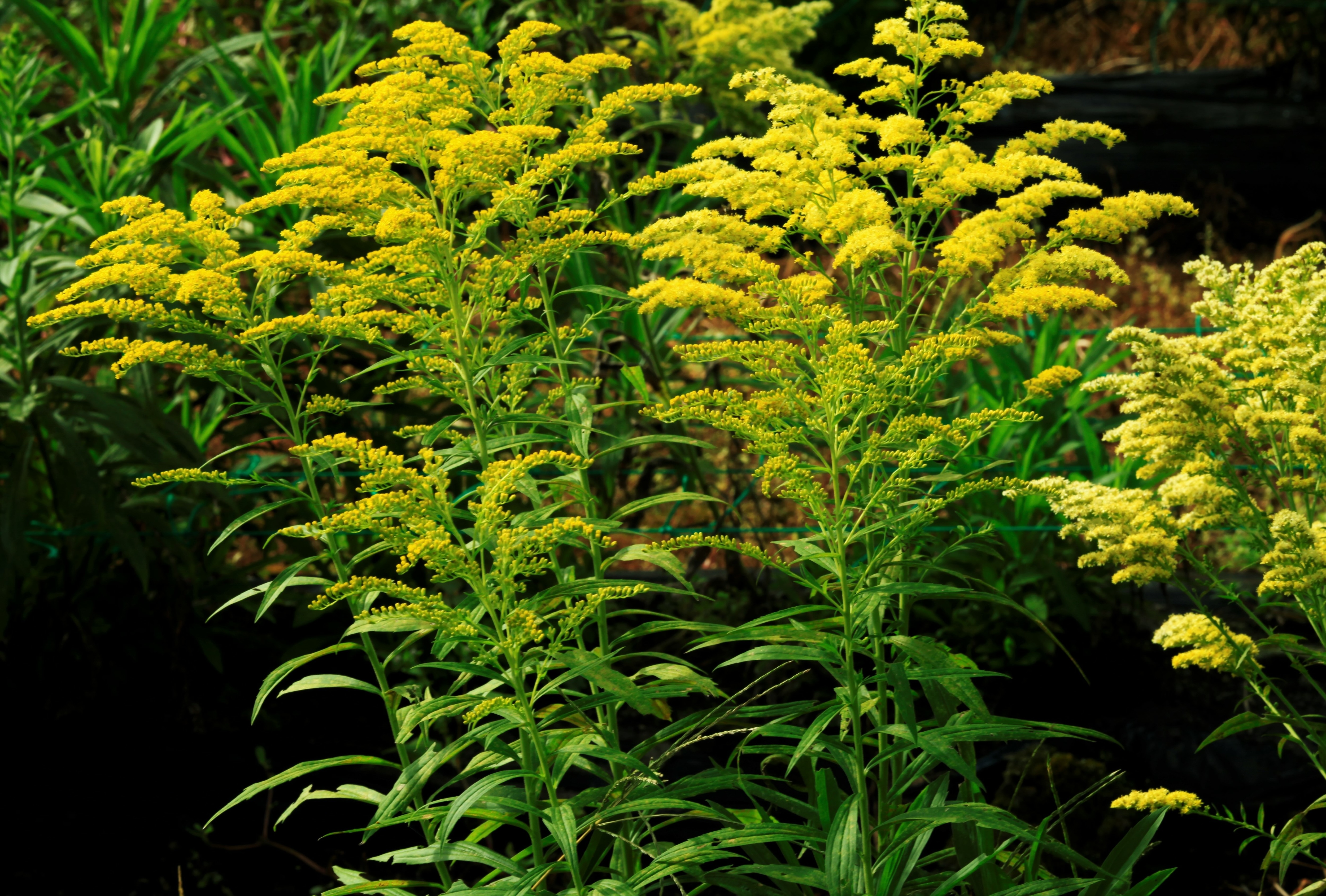ソリダコの魅力：野原を彩る愛らしい小花
