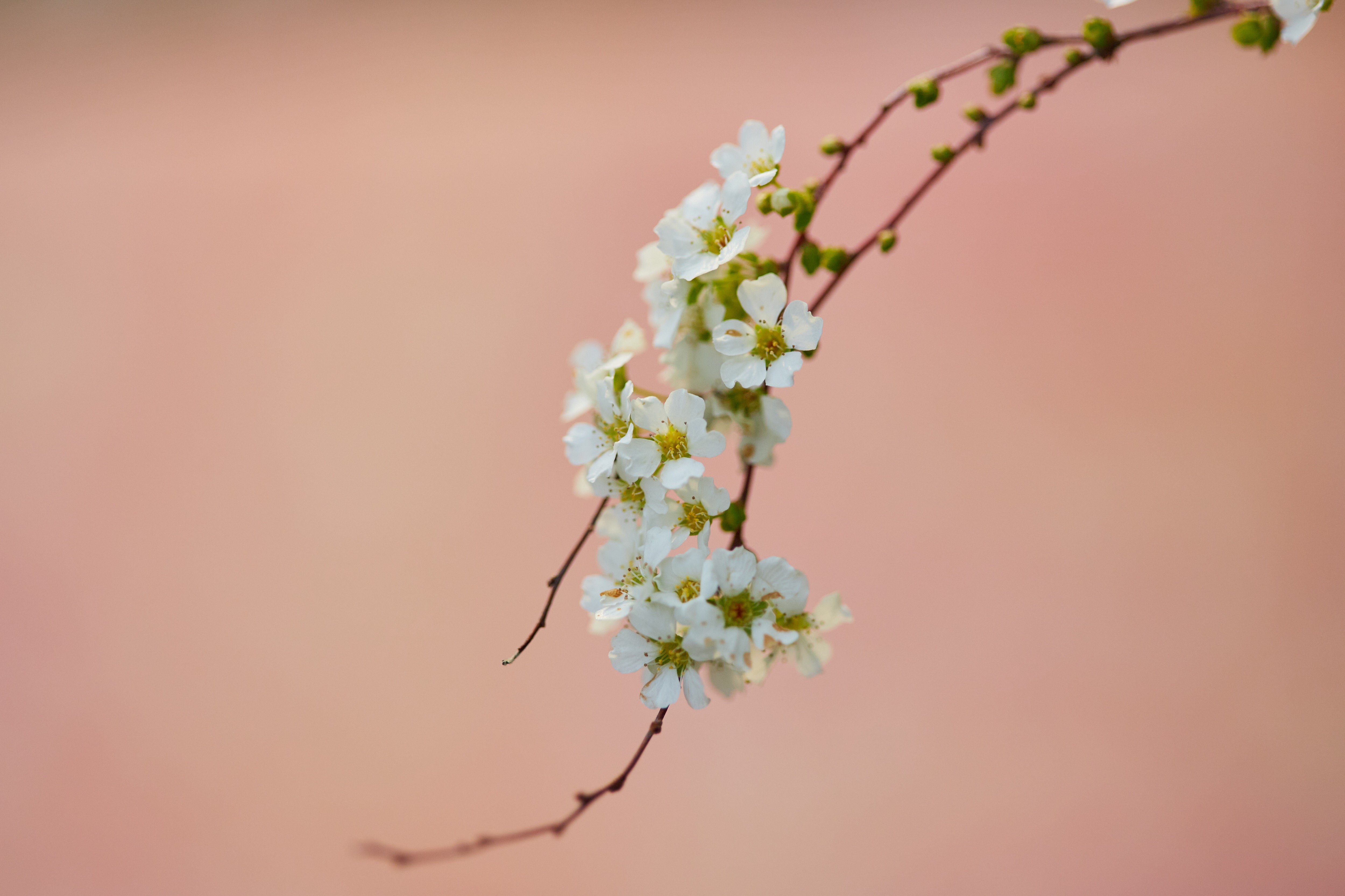 ユキヤナギの魅力：穏やかな春の使者としての優美な存在