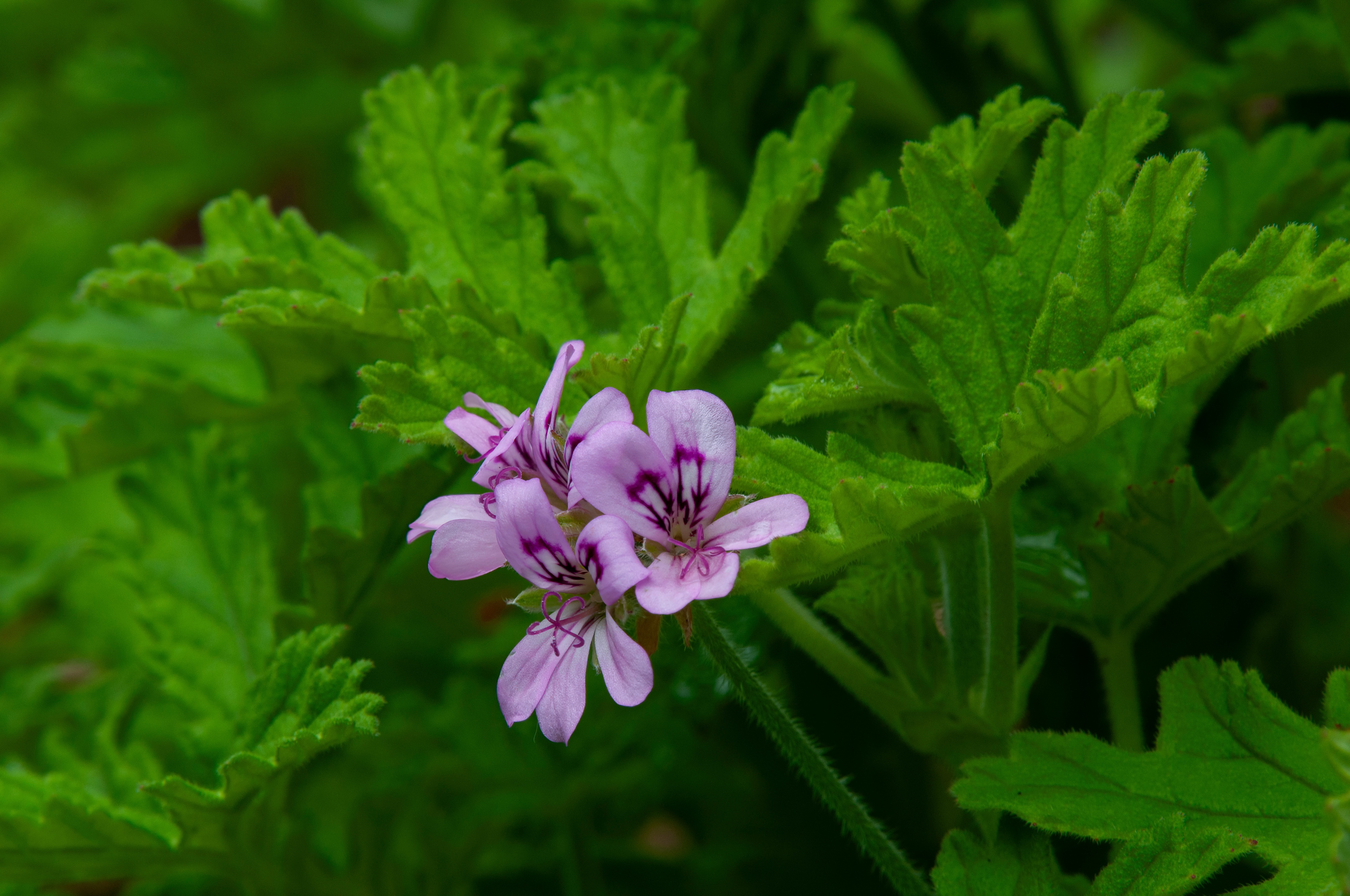 ローズゼラニウムの魅力:香り豊かな癒しとエレガンスの象徴