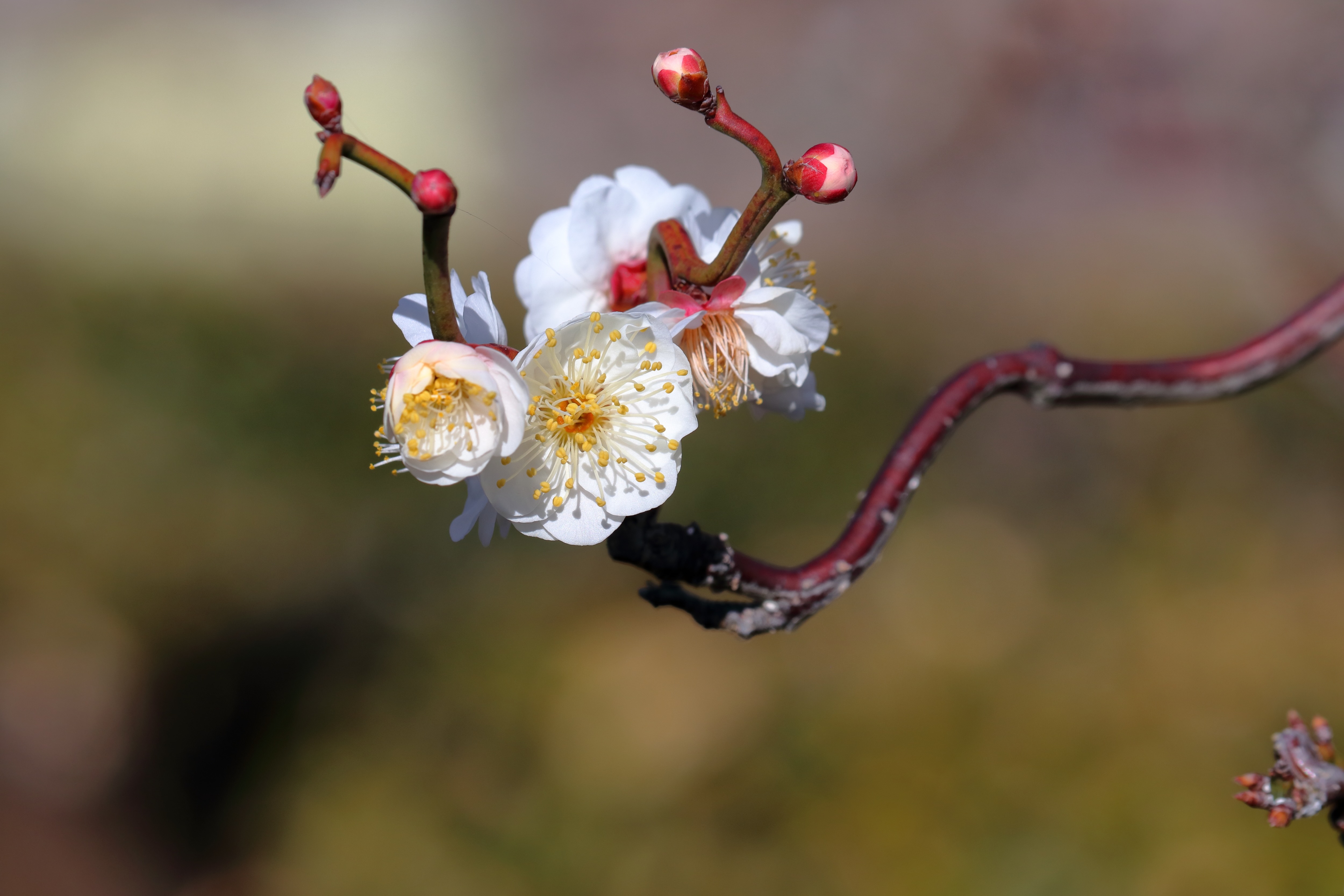 雲竜梅（ウンリュウバイ）の魅力：曲線美を描く冬の花
