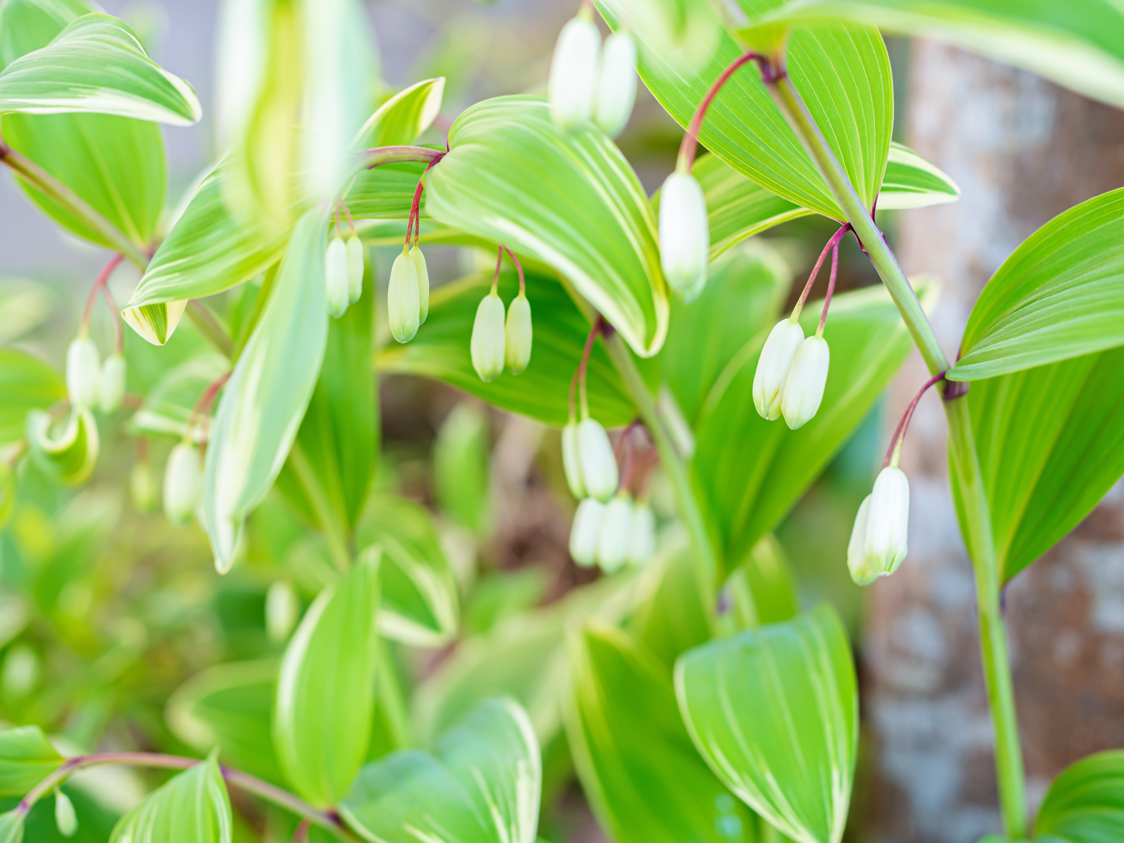 ナルコランの魅力:ナチュラルな緑のアクセント、切り花としてのグリーンナルコラン