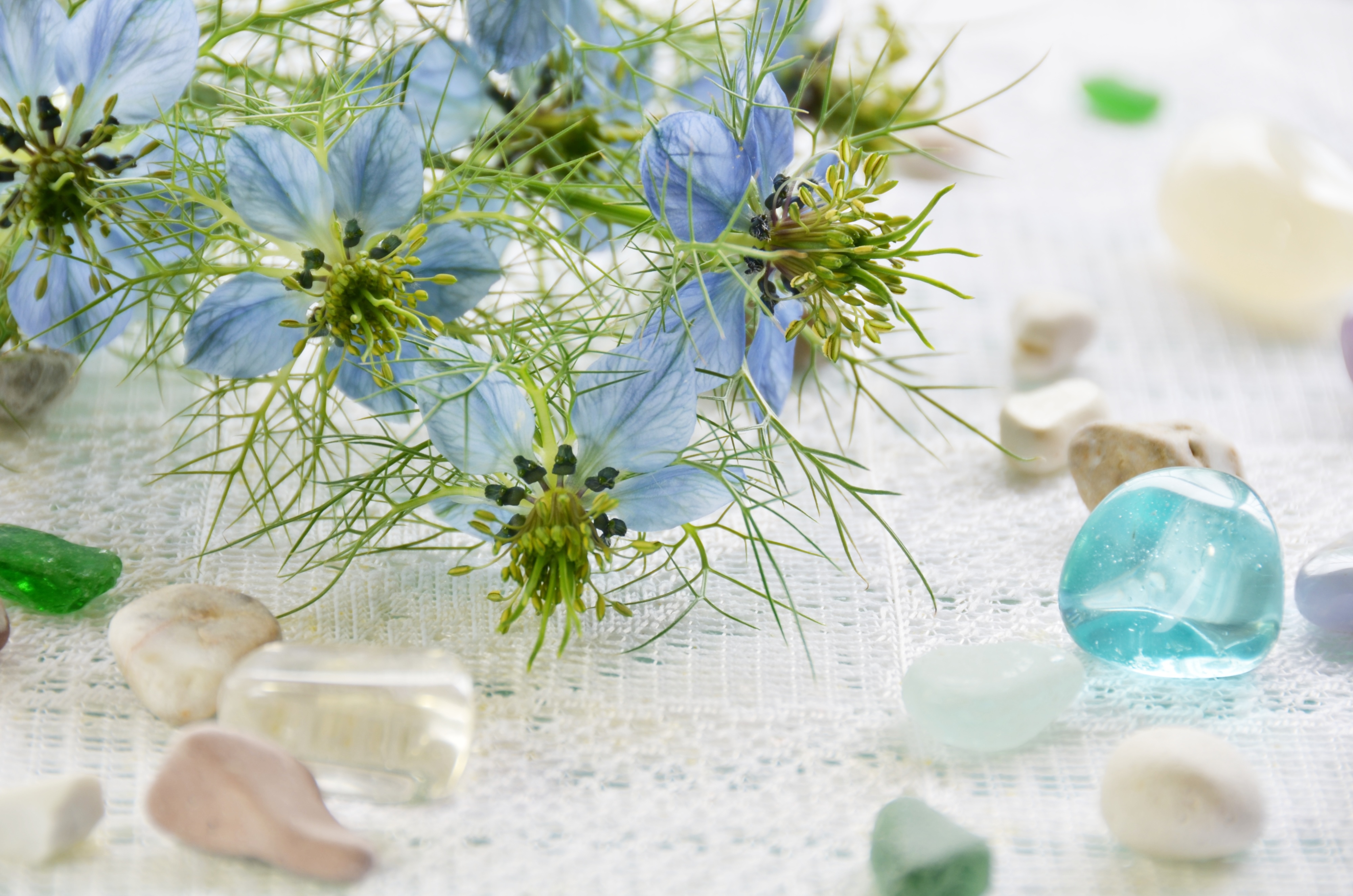 ニゲラの魅力：風に舞う優雅なレース