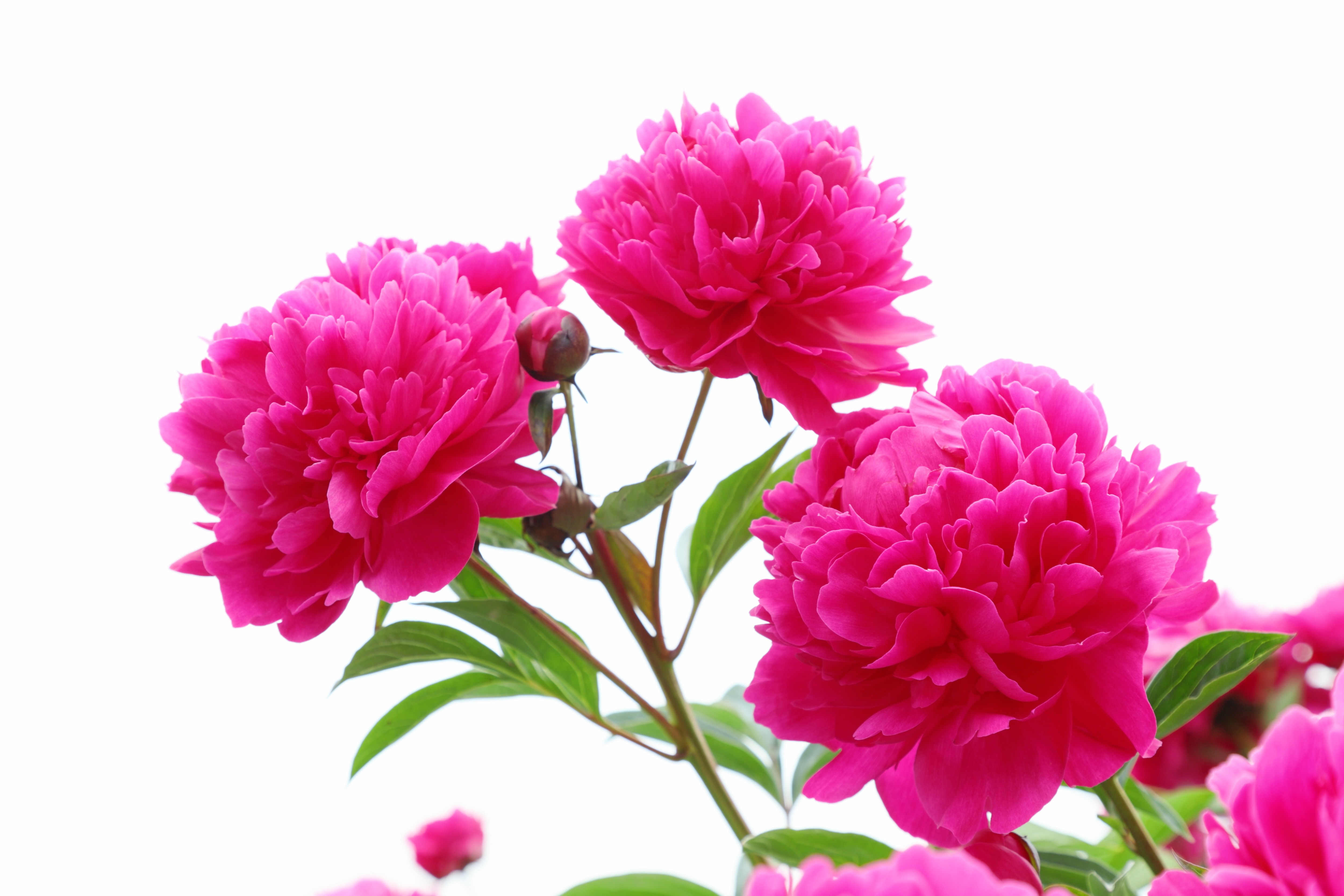 シャクヤクの魅力:優雅で豊かな色彩の花々