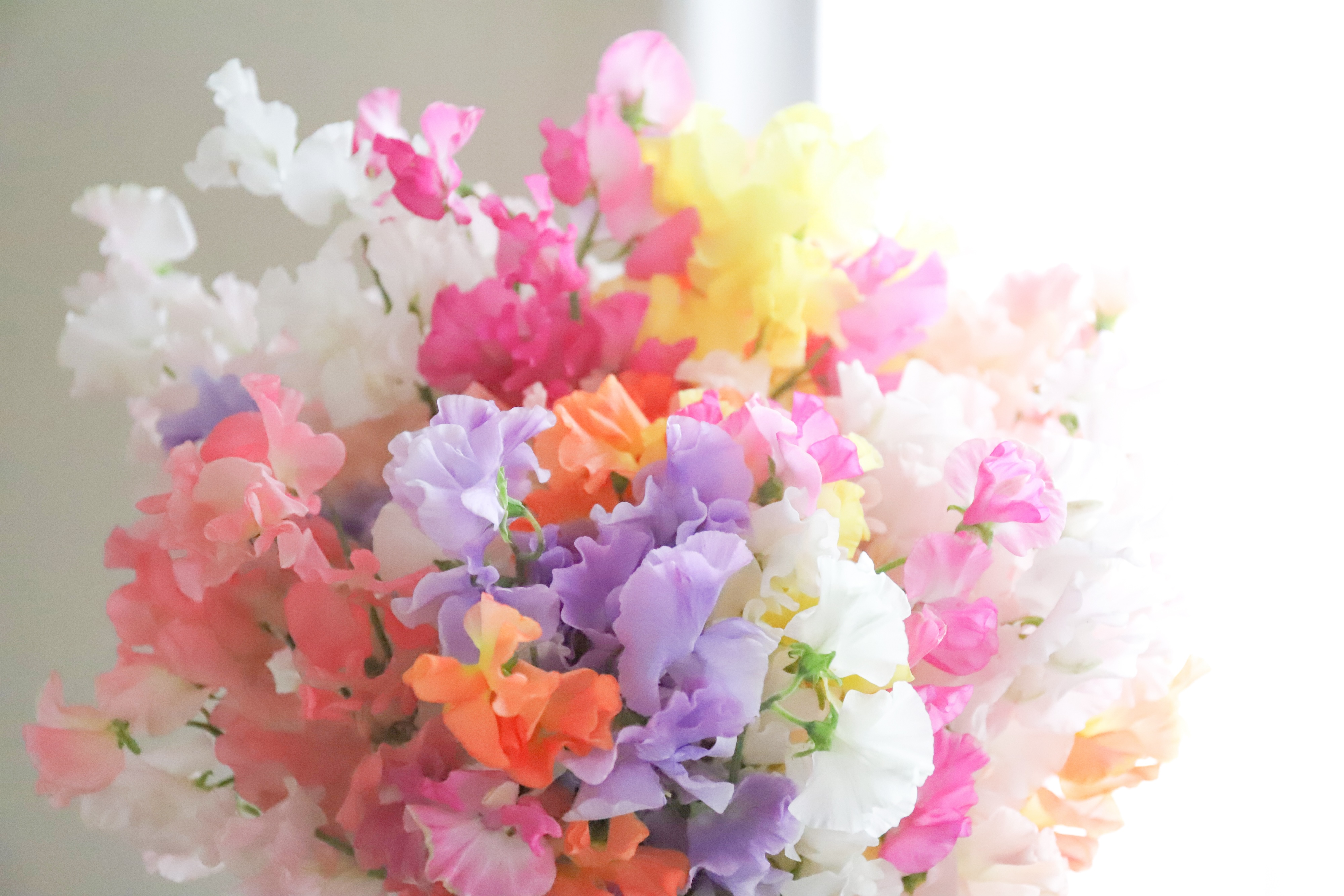 スイートピーの魅力：春の息吹を感じる優雅な香りと色彩