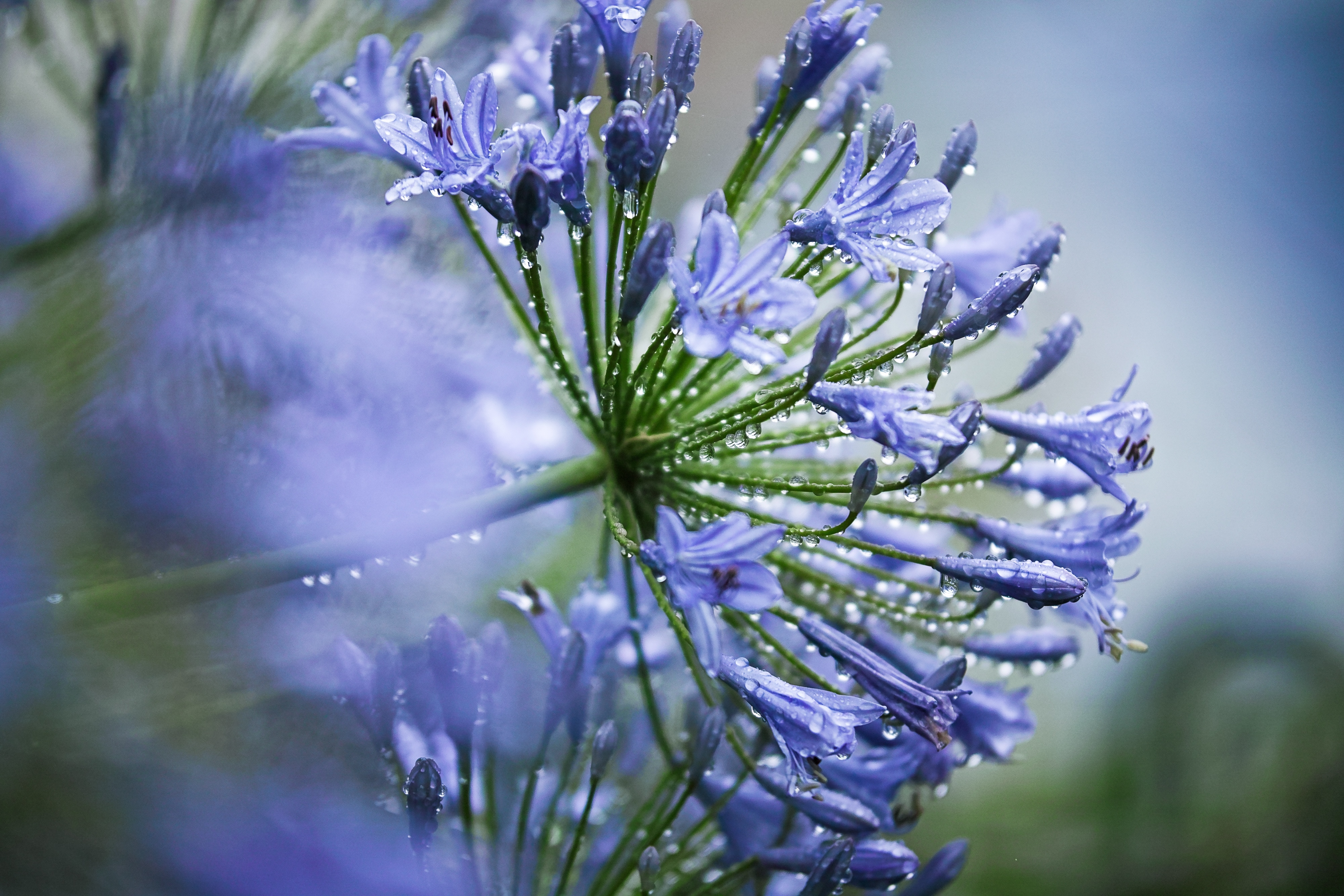 アリウム ブルーパフュームの魅力：青紫色の優雅な輝き