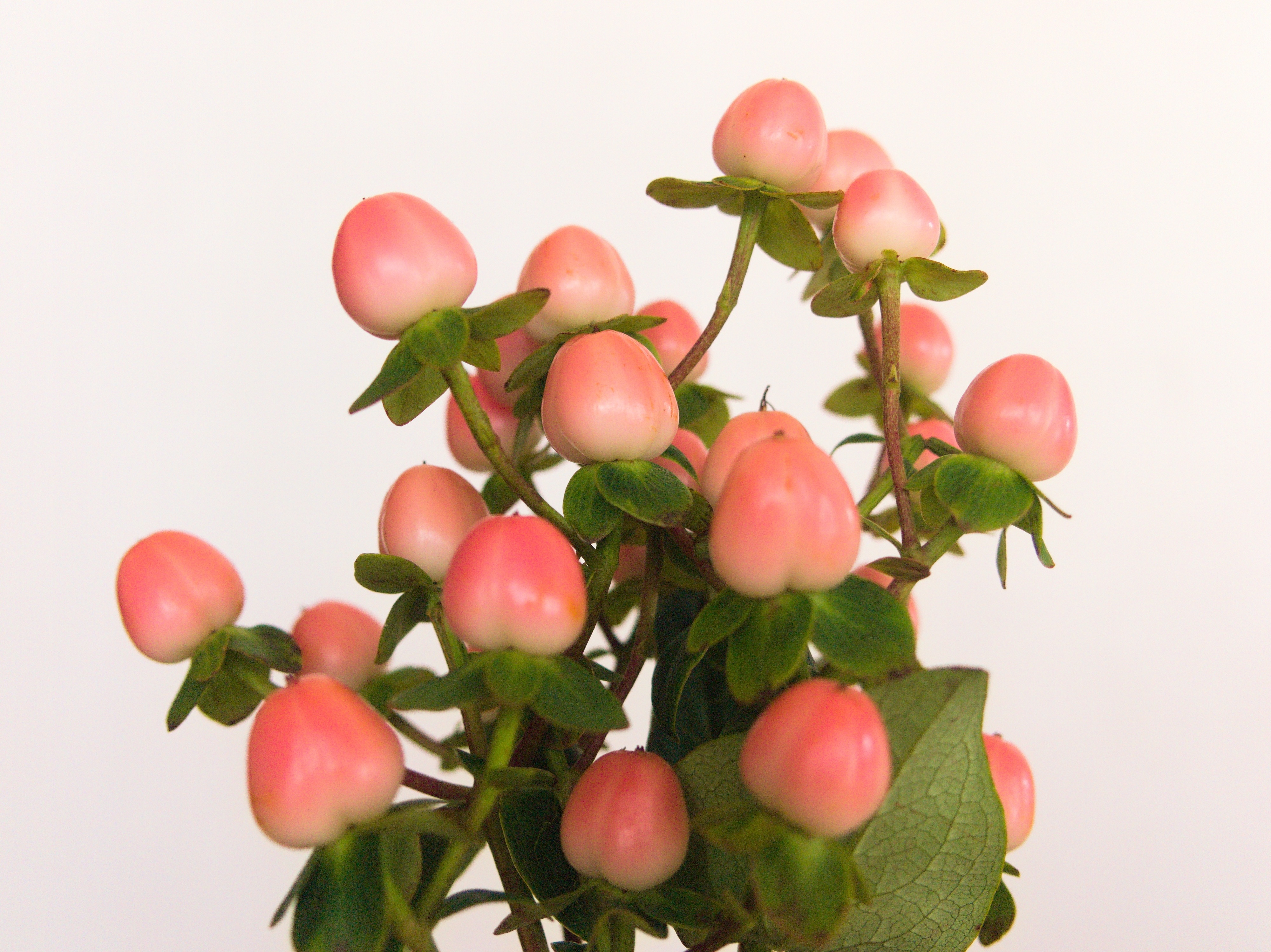 ヒペリカムの魅力：色鮮やかな実と癒しの力