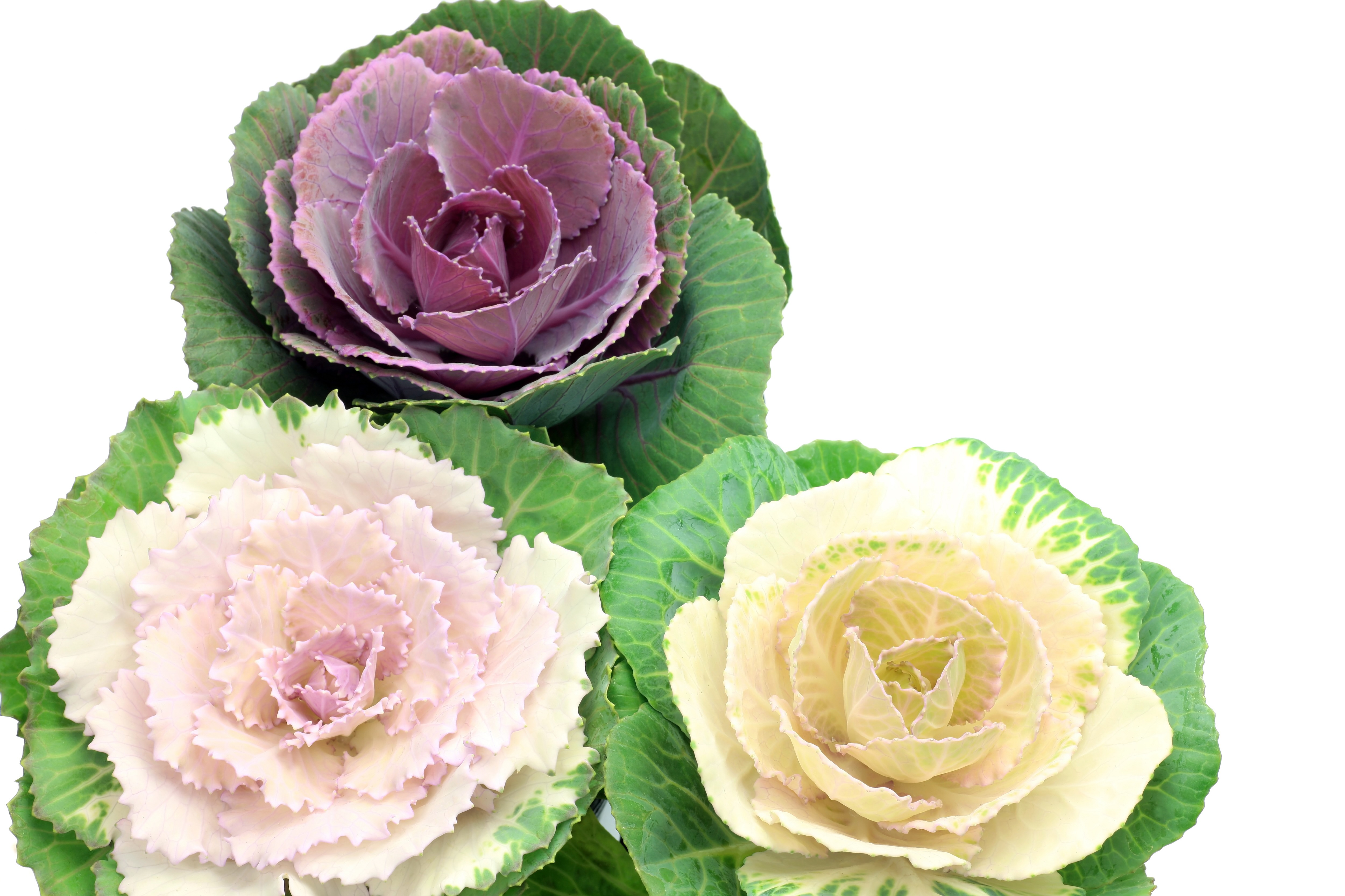 ハボタンの魅力：色鮮やかで繊細な美しさ