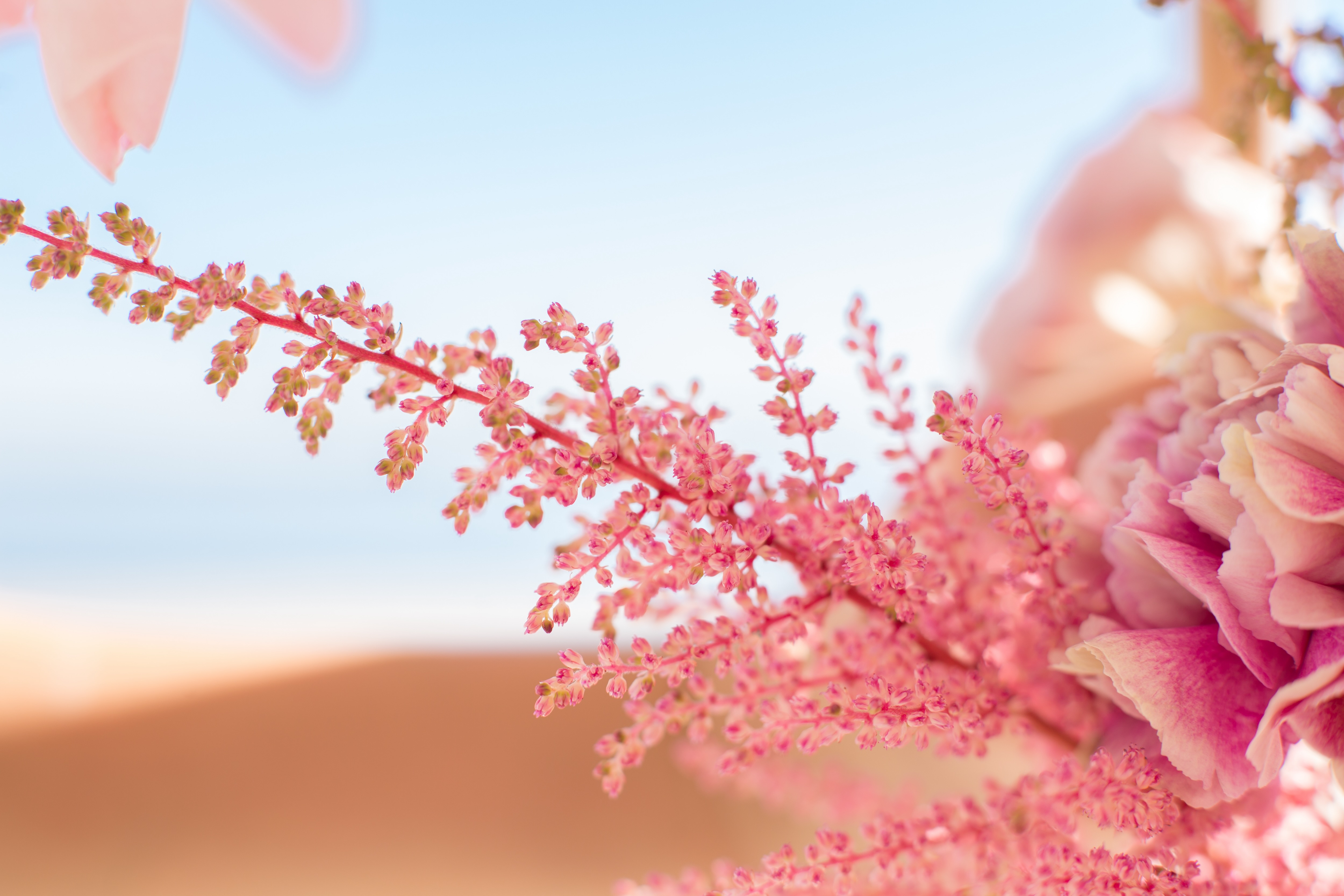 アスチルベの魅力：優美なシルエットで空間を彩る幻想的な花