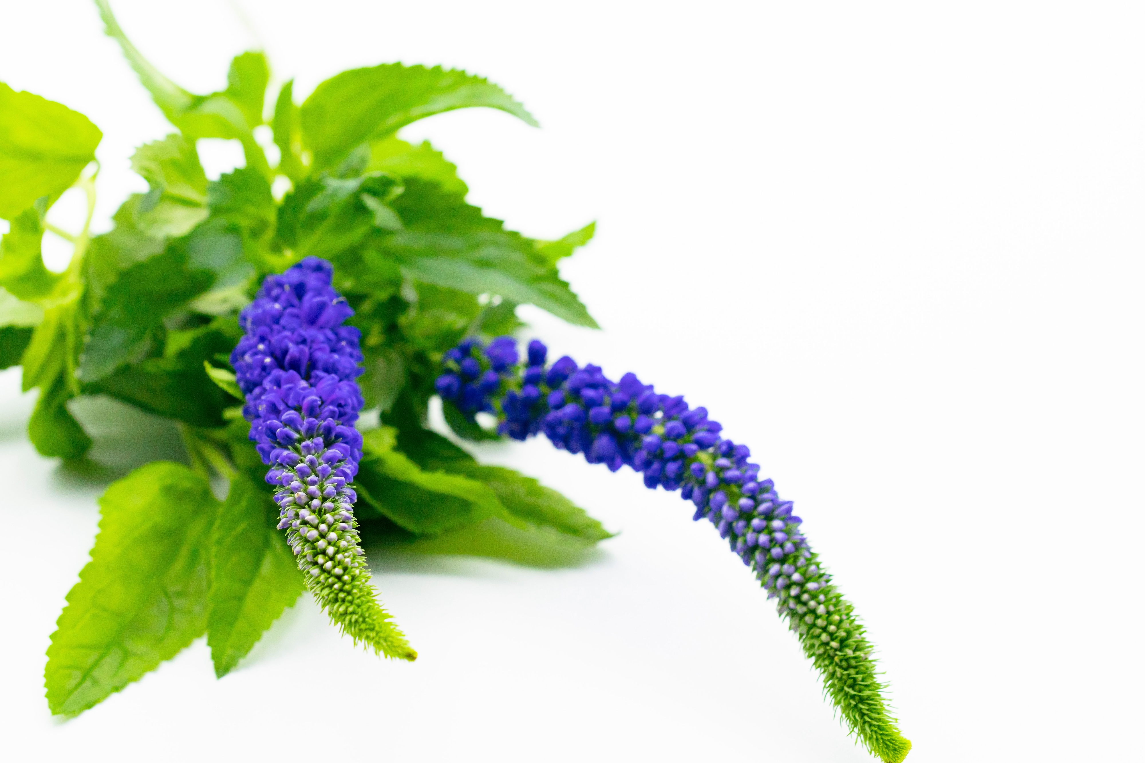 ベロニカの魅力:繊細な美しさと平和の象徴