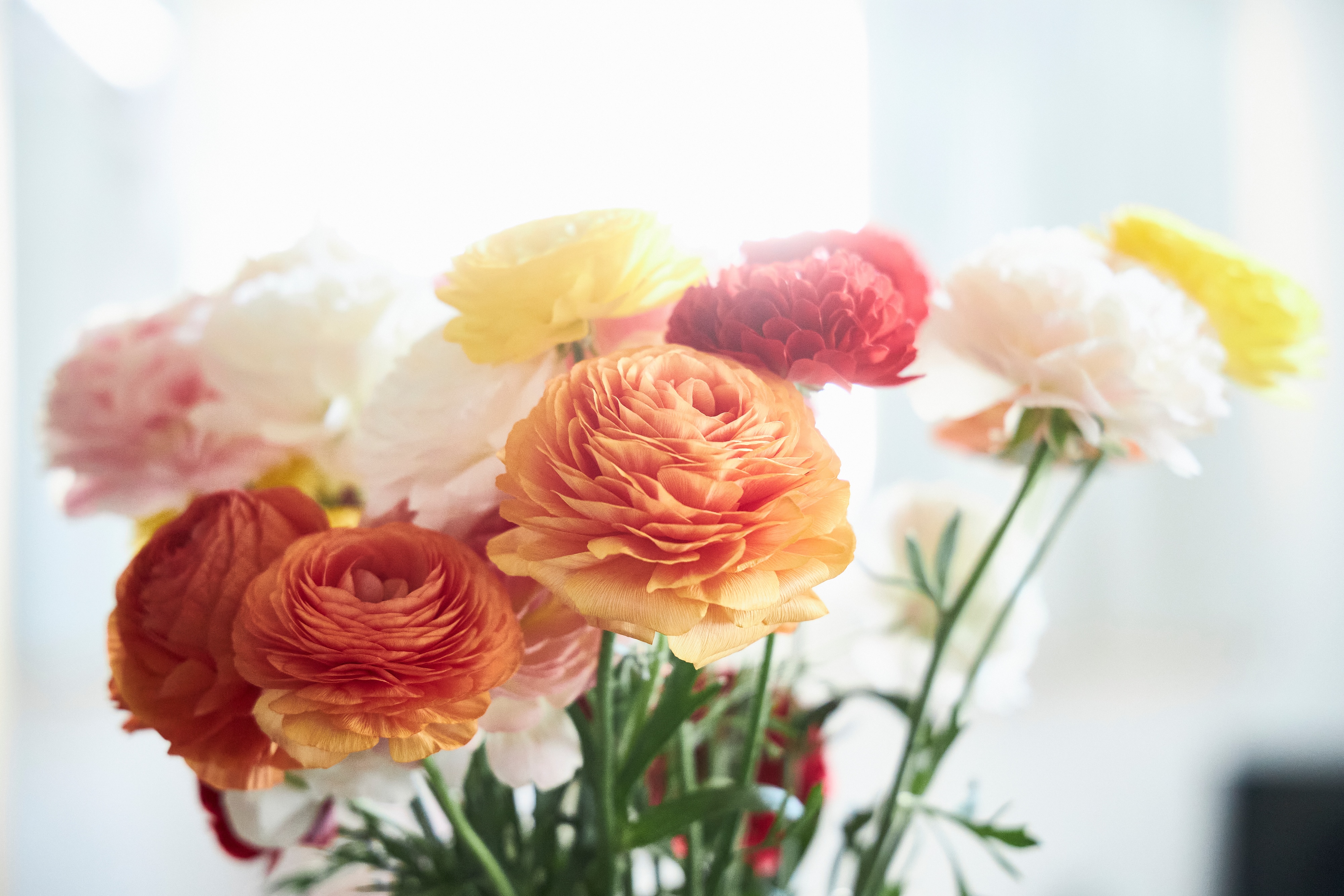 ラナンキュラスの魅力：春の訪れを彩る、色とりどりの優美な花弁
