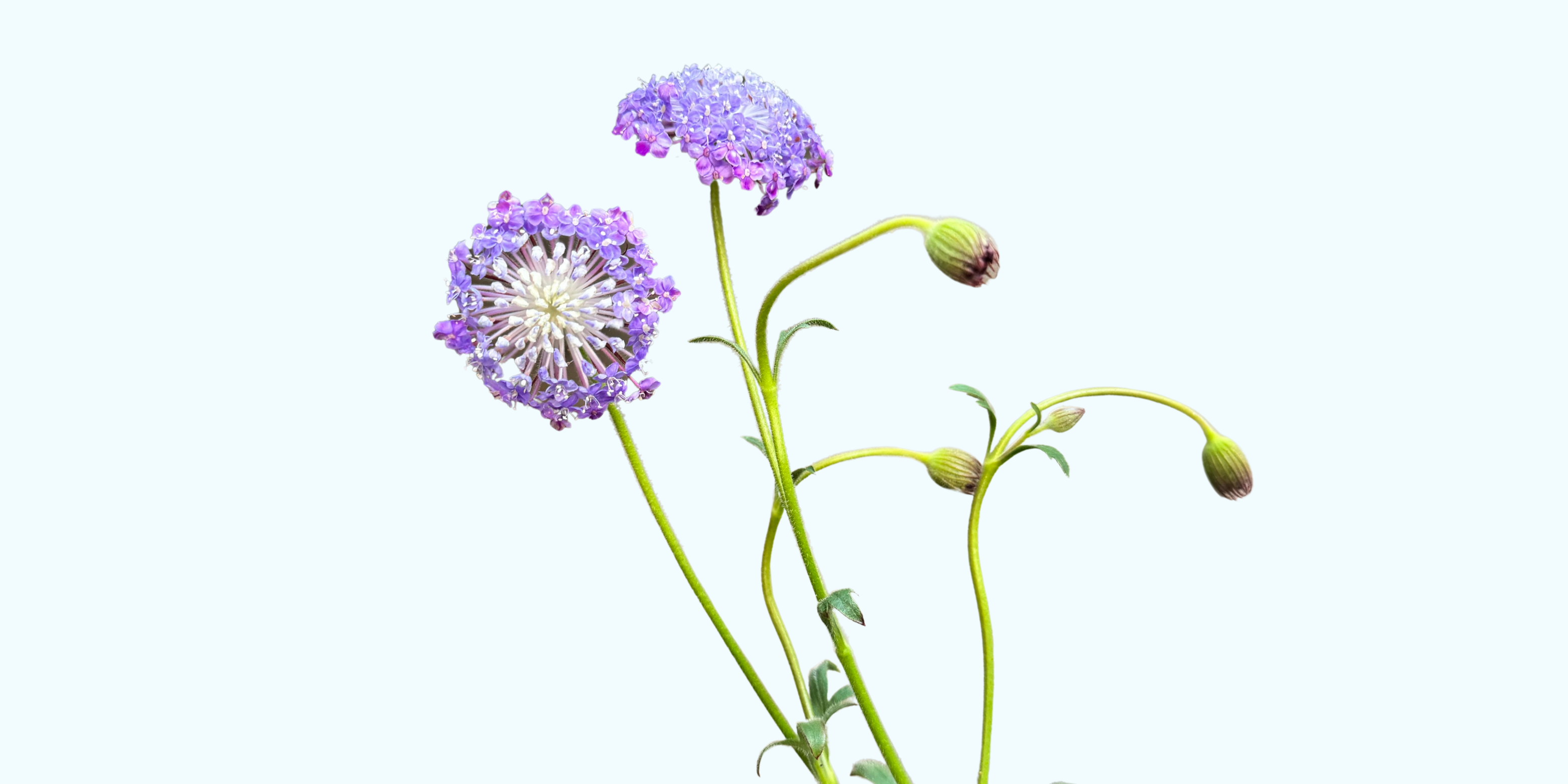 レースフラワー(ディディスカス)の魅力:繊細な優美さと清楚の象徴