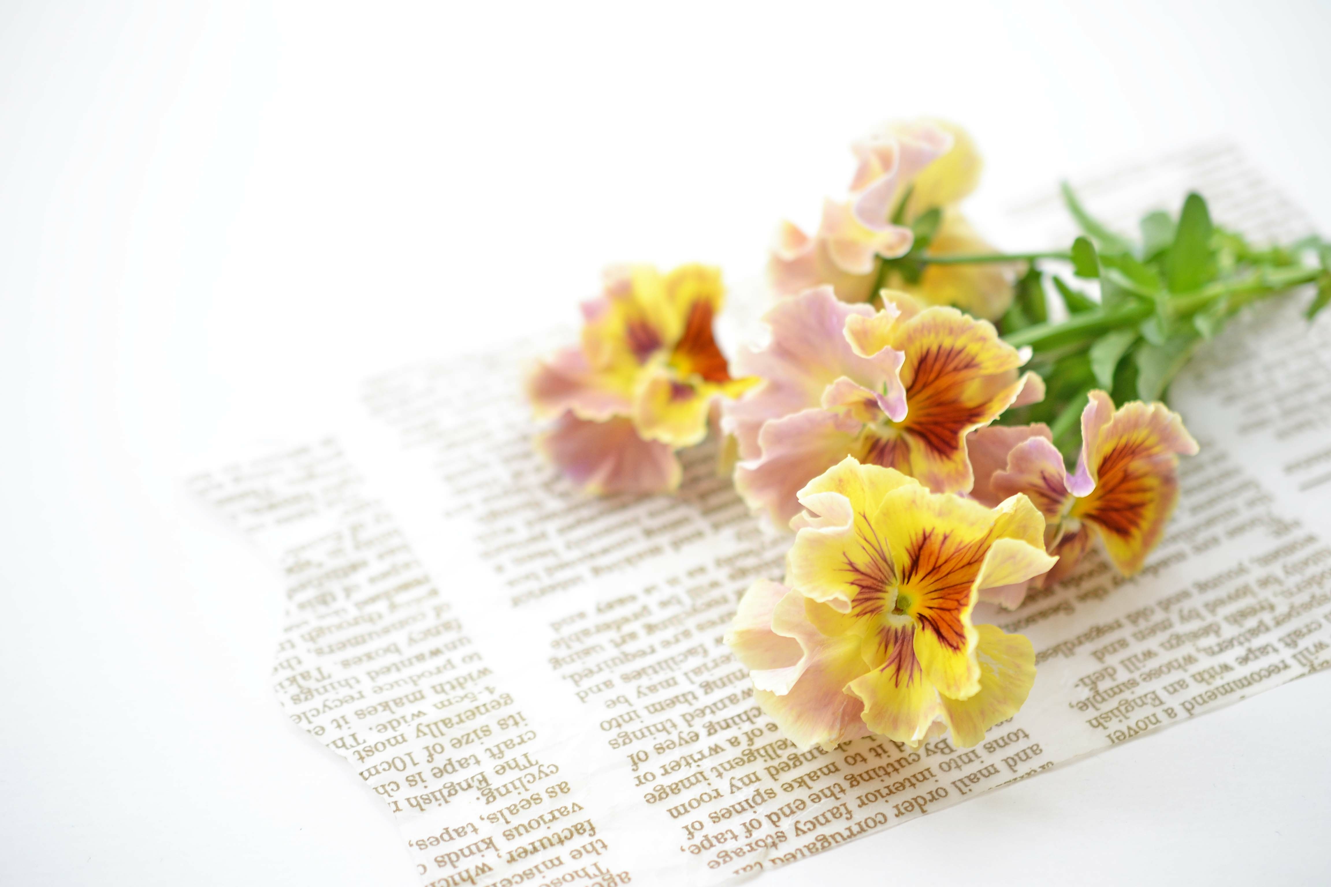 パンジーの魅力：四季を彩る小さな奇跡