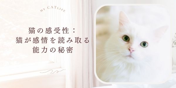 「猫の感受性:猫が読み取る能力の秘密」