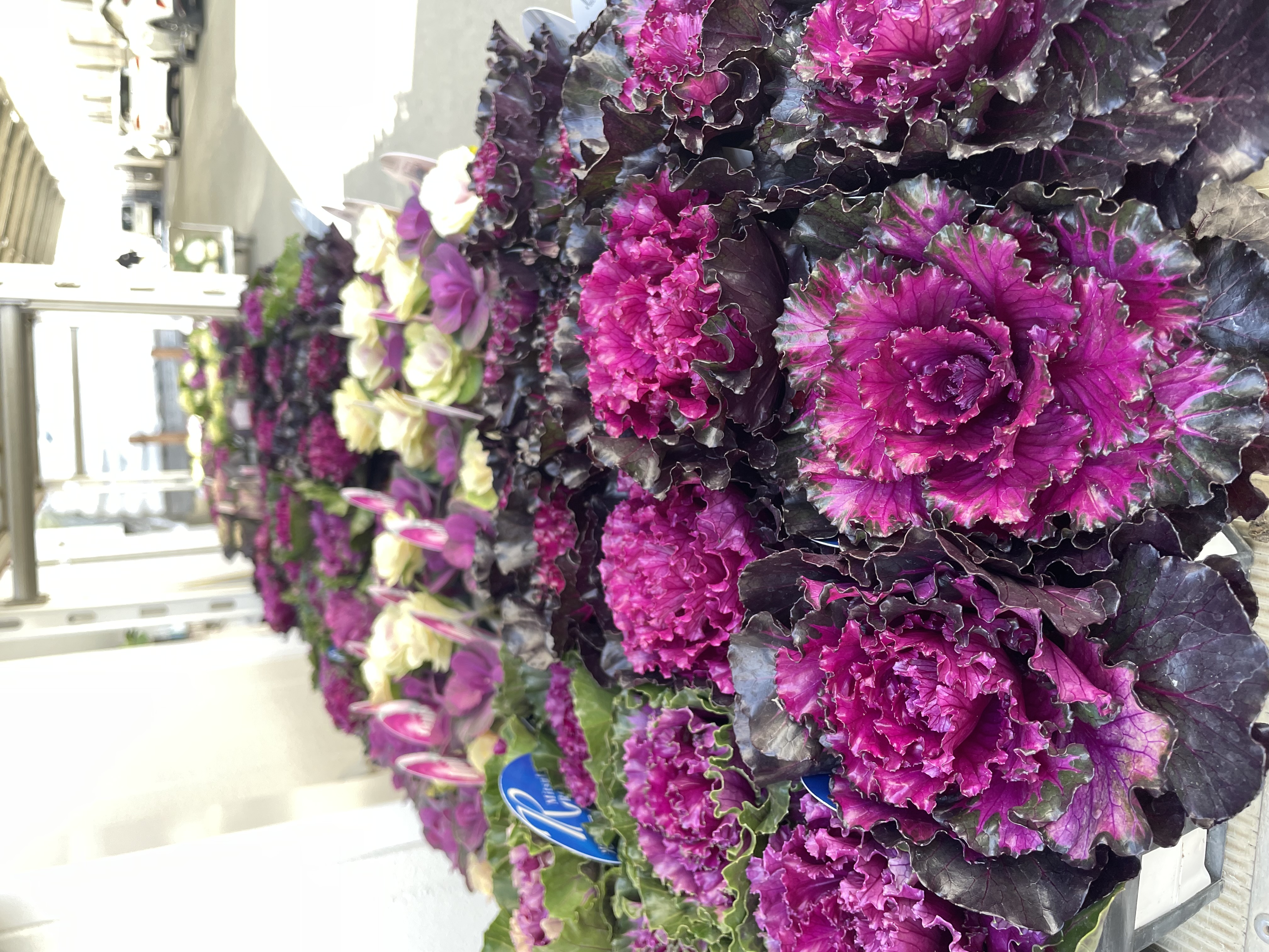 初売りセール🎊は30日から🗓️