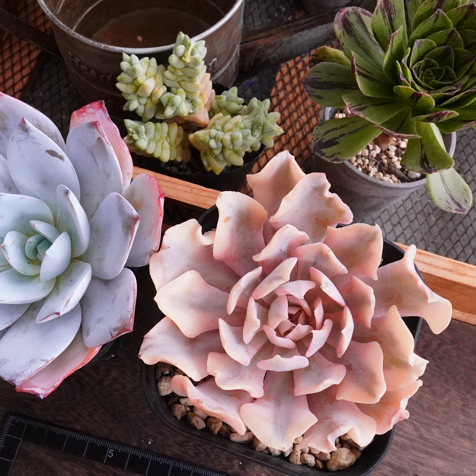 2025年秋、一大決心をしました‼️😊