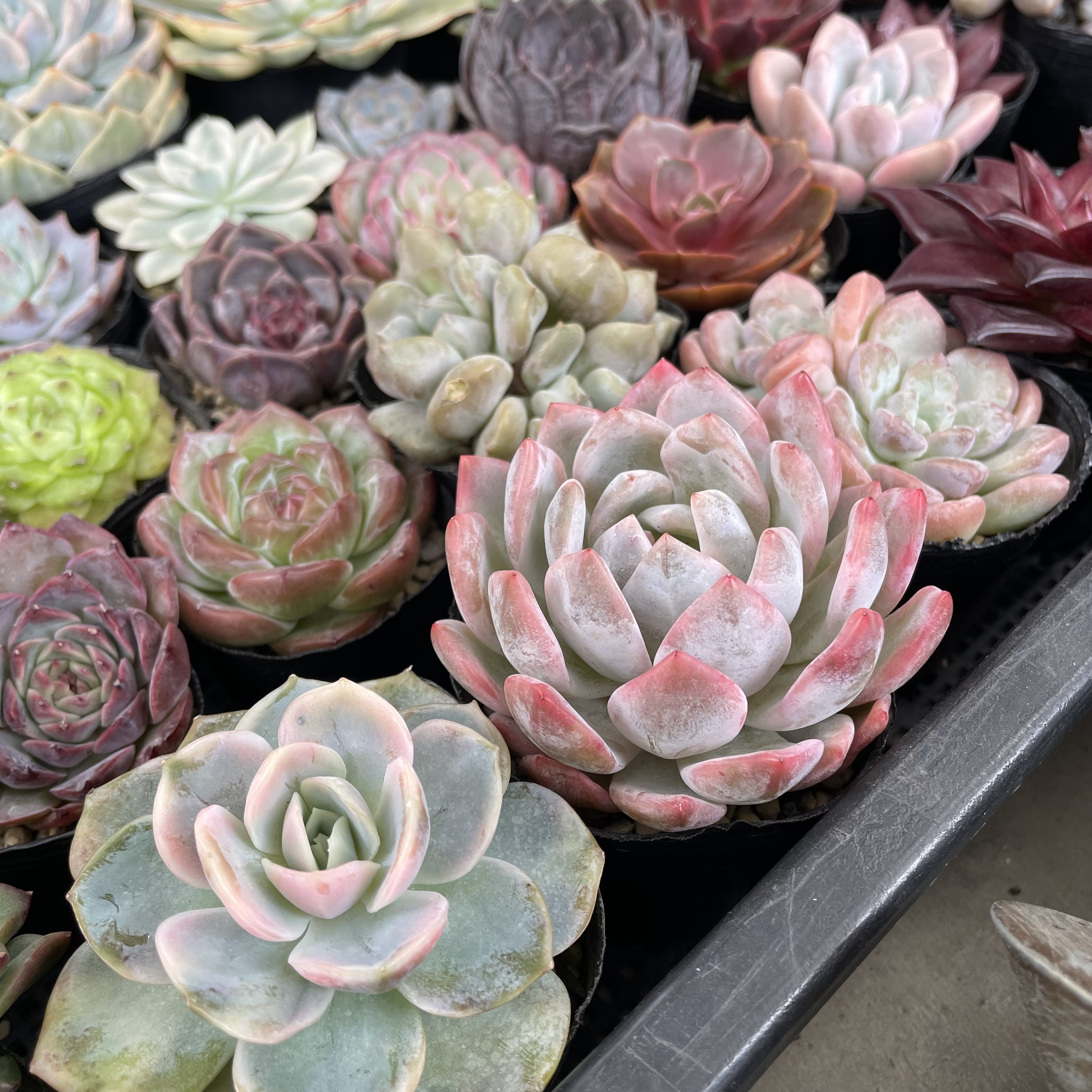 本日は激激オススメ多肉を新商品として🆙しました😊