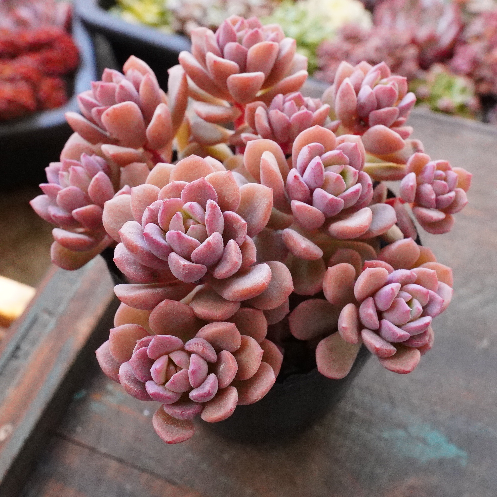 🌲もうすぐ12月が始まります🎅(お得な発送方法追加しました‼️)