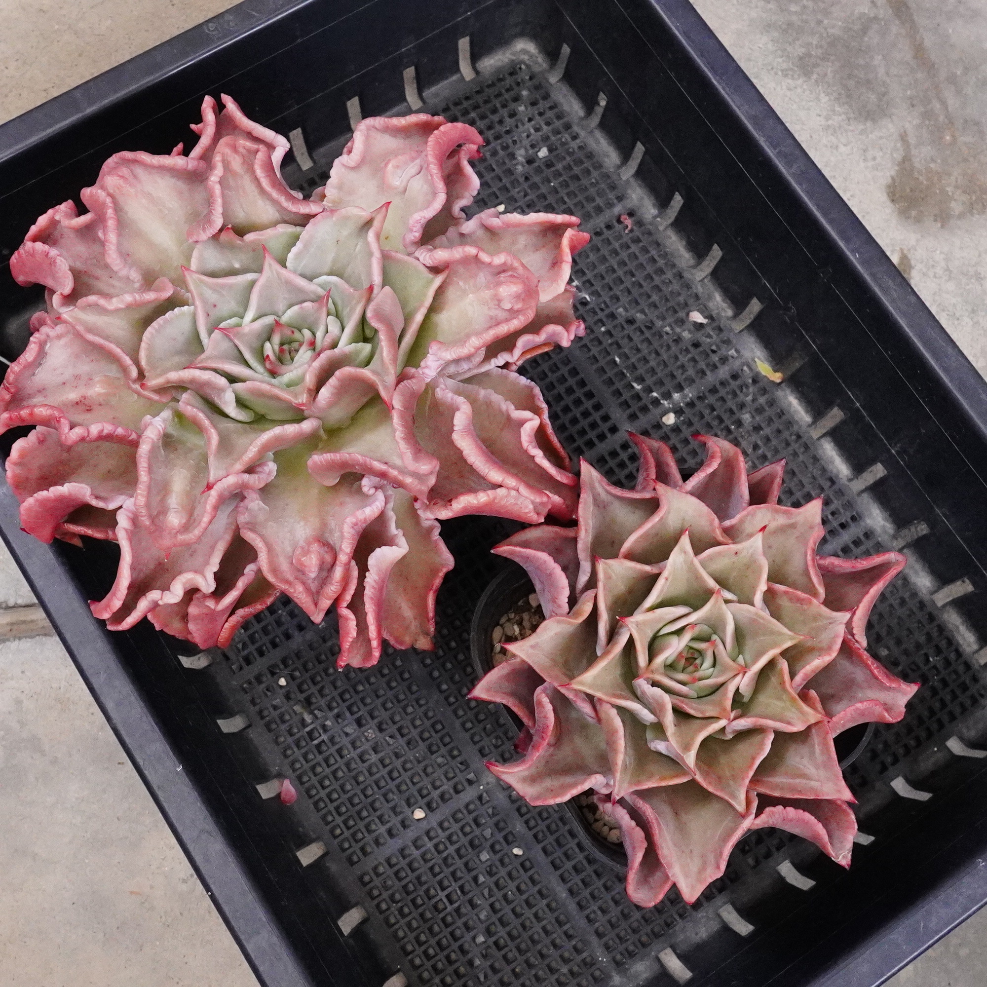 販売中の”マディバ”を比べてみた😊