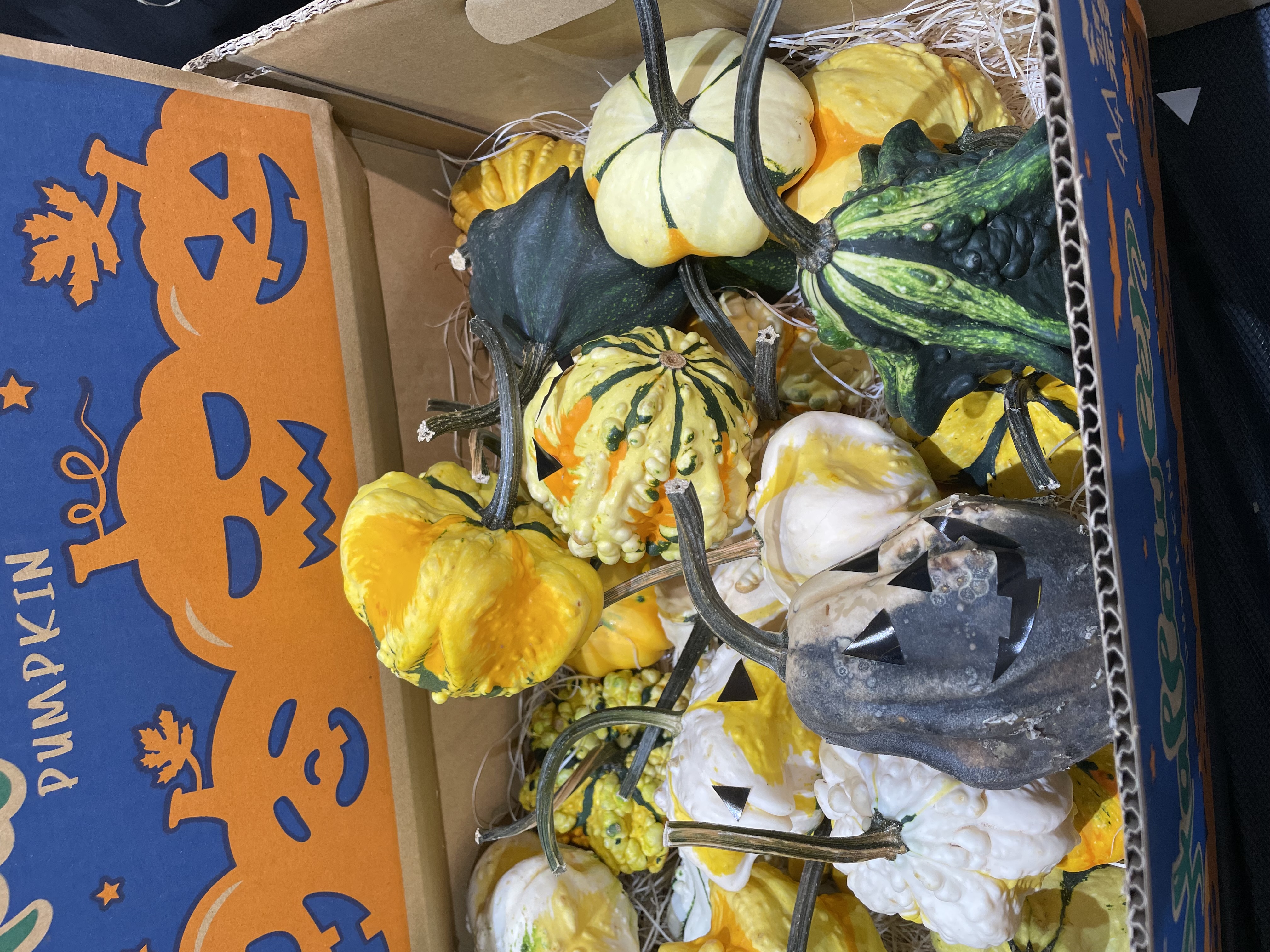 今日は韓国エケベリアを新商品アップします😁