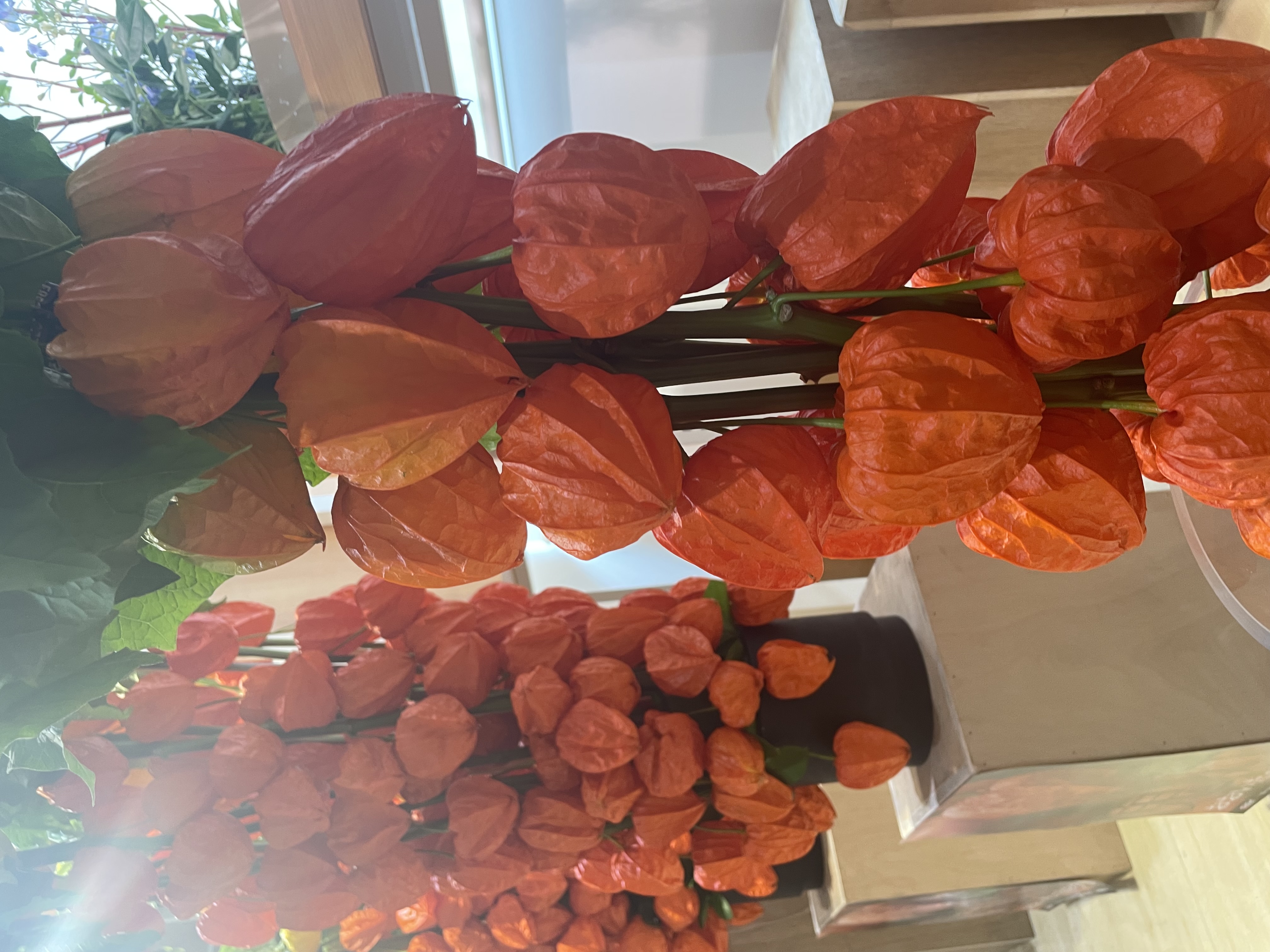 お盆に見た鬼灯。今日はミニサイズにしてドライフラワーで販売🧡